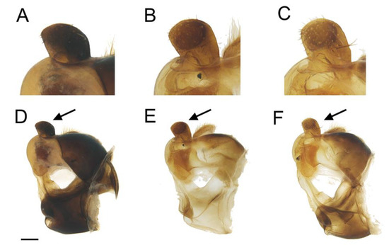 Insects 14 00541 g006