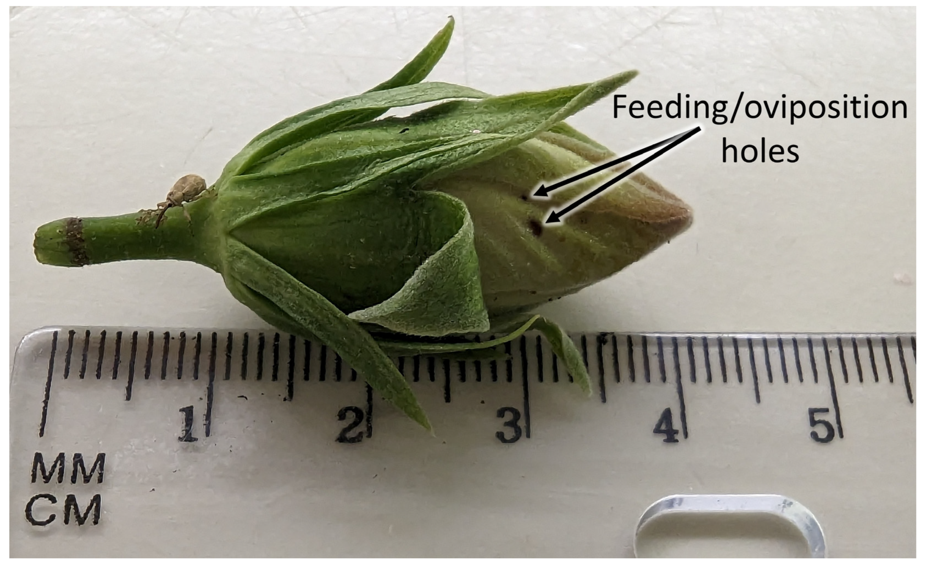 Insects 14 00544 g001