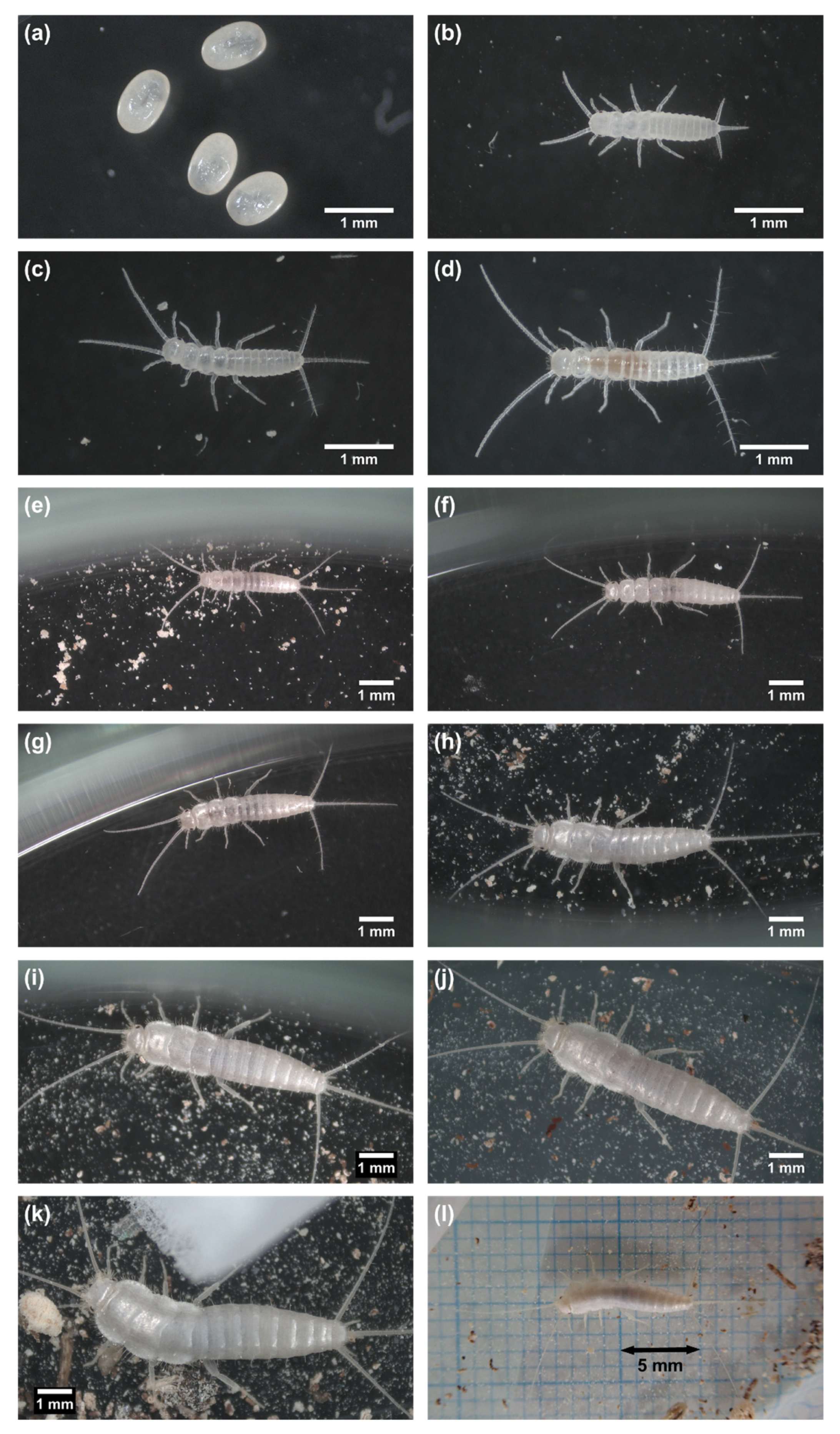 Insects 14 00563 g004