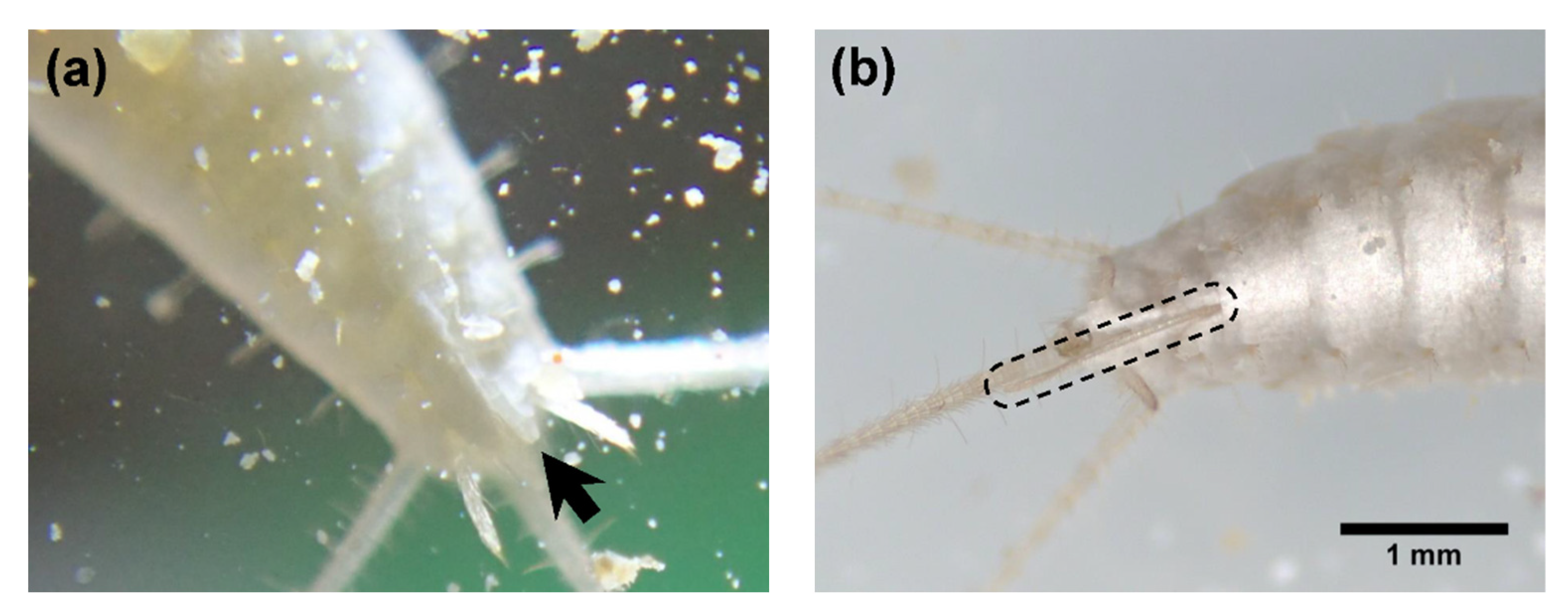 Insects 14 00563 g005