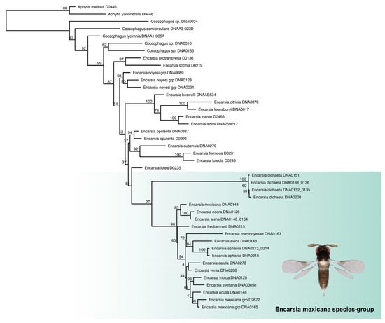 Insects 14 00570 g002