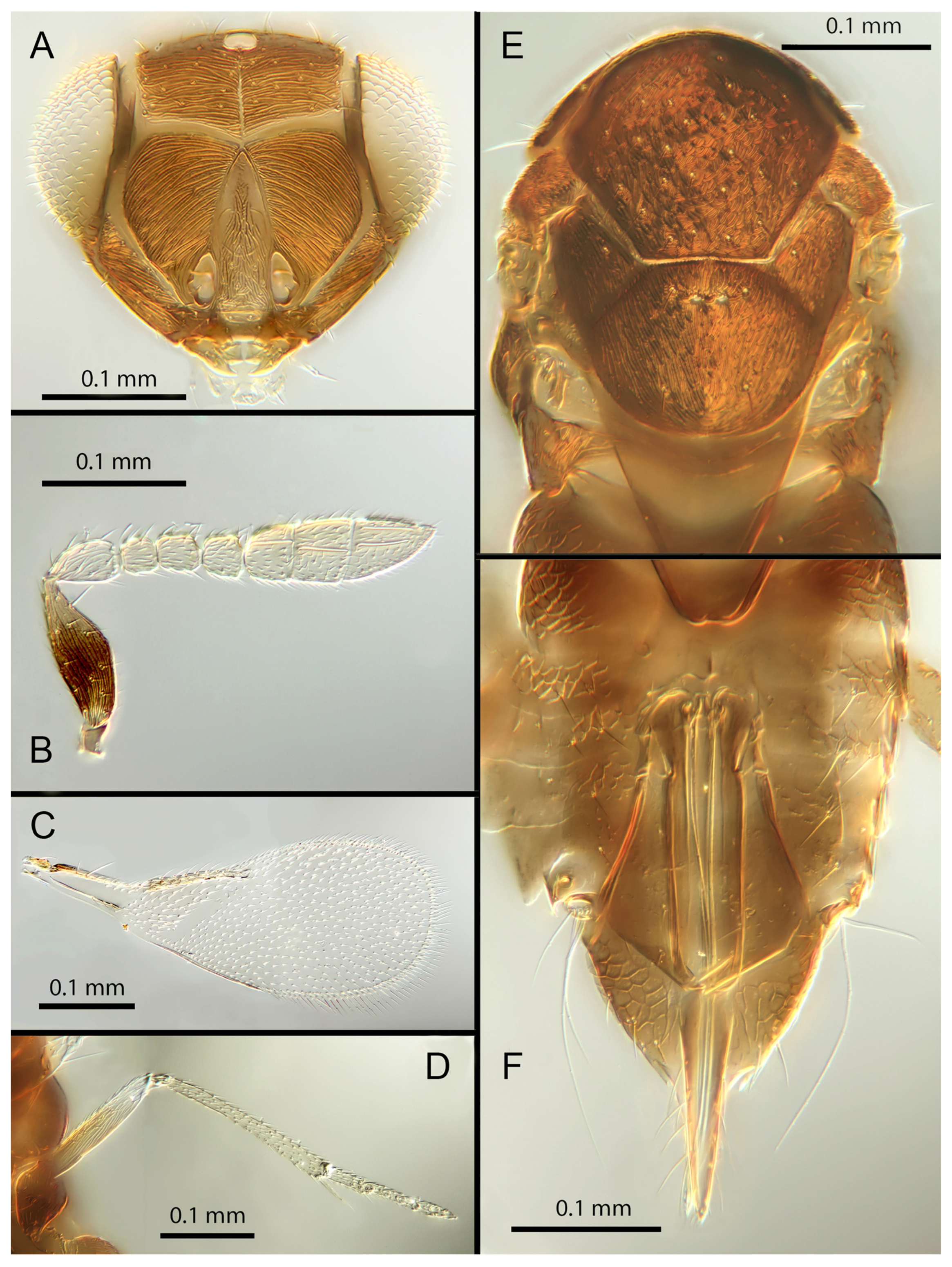 Insects 14 00570 g006 Insects 14 00570 g006