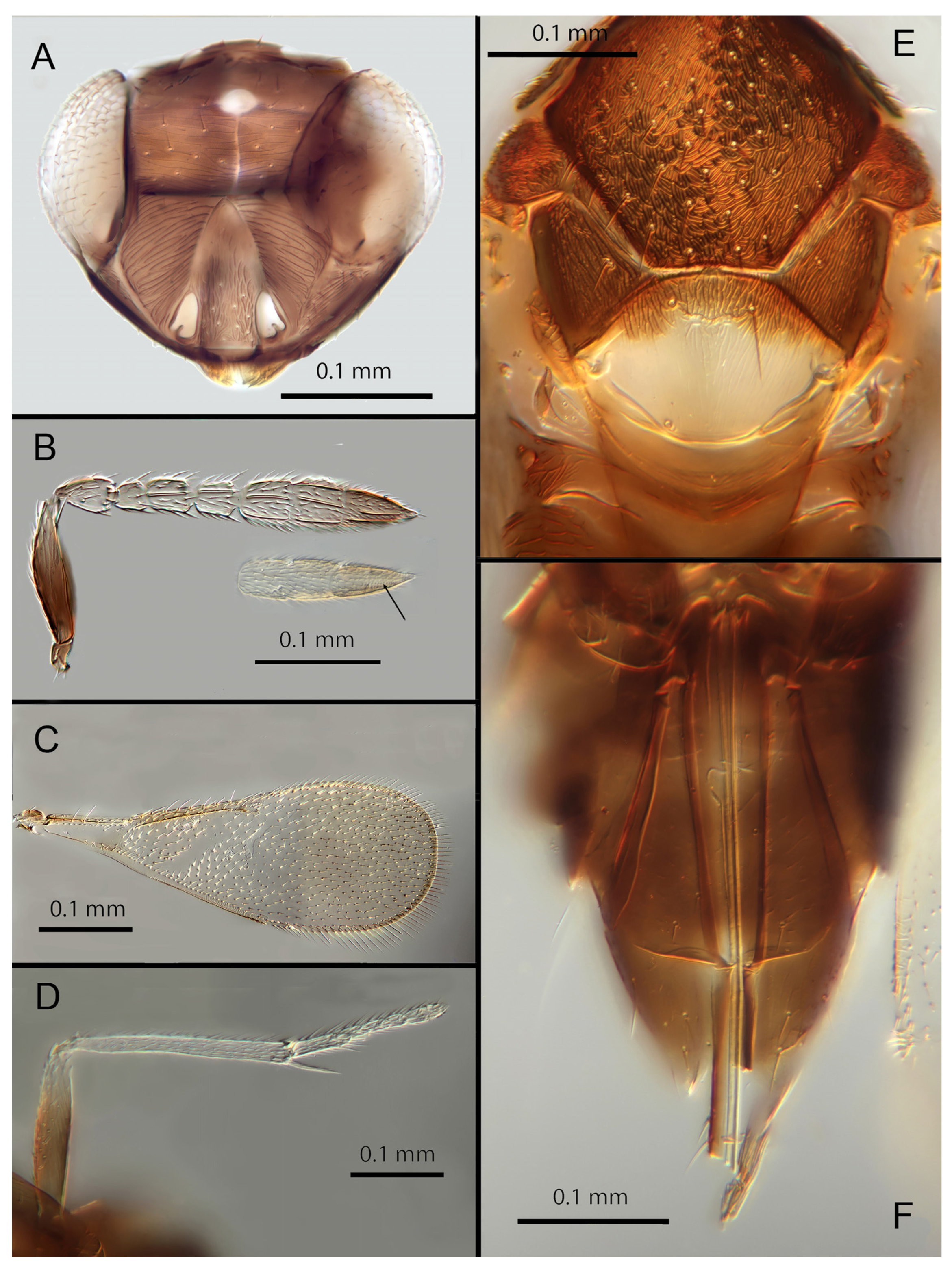 Insects 14 00570 g007 Insects 14 00570 g007