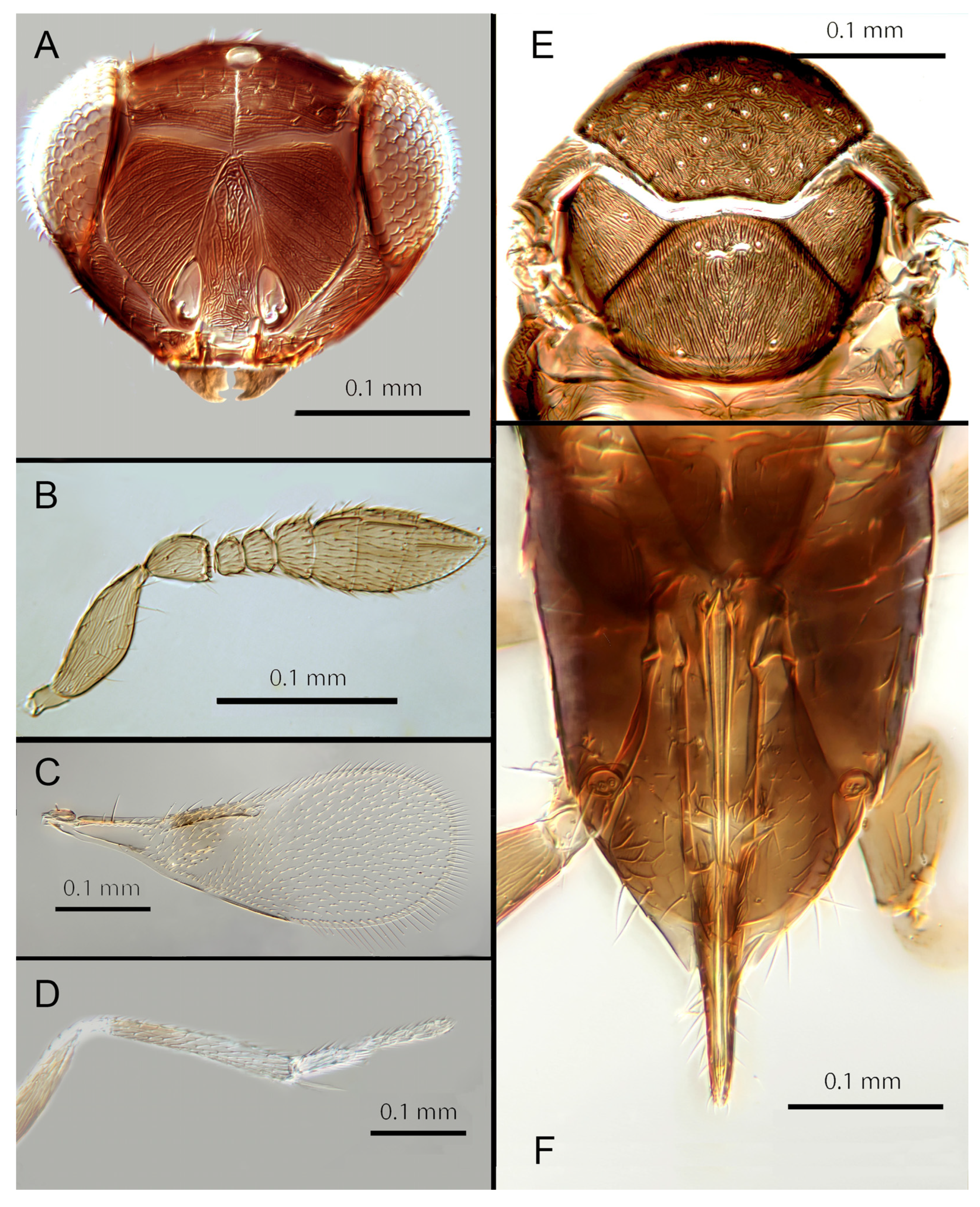 Insects 14 00570 g008 Insects 14 00570 g008