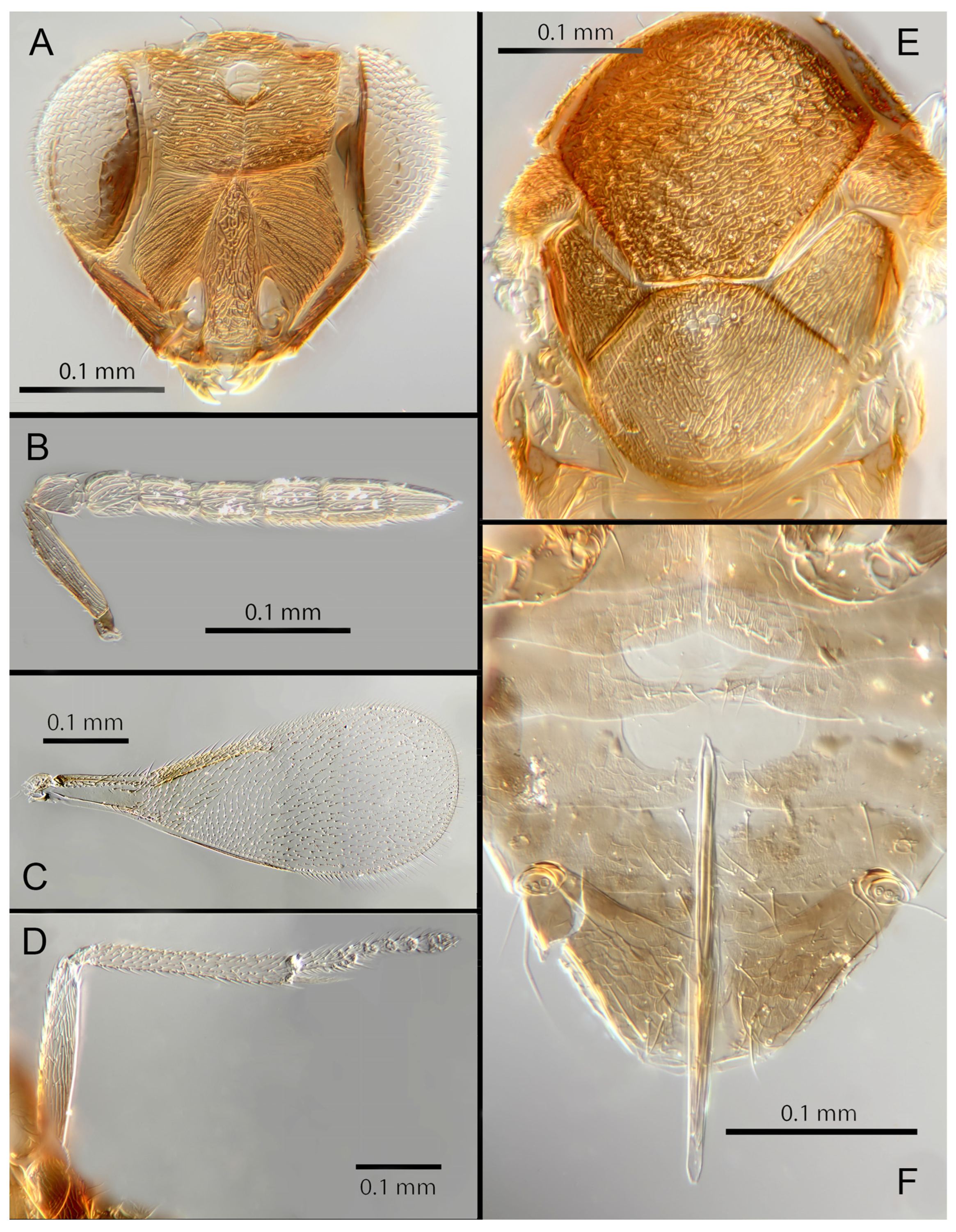 Insects 14 00570 g010 Insects 14 00570 g010
