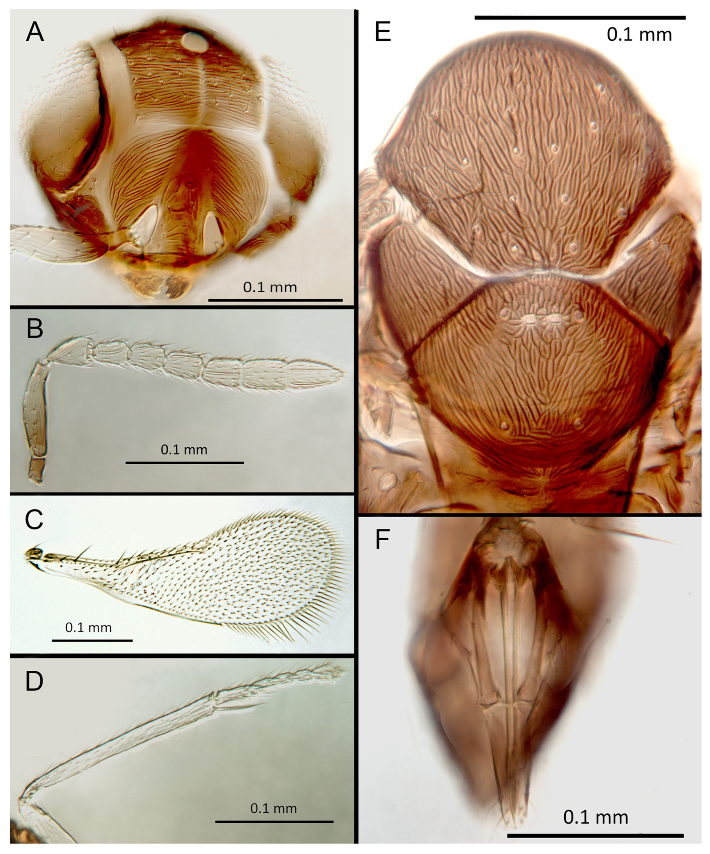 Insects 14 00570 g013 Insects 14 00570 g013