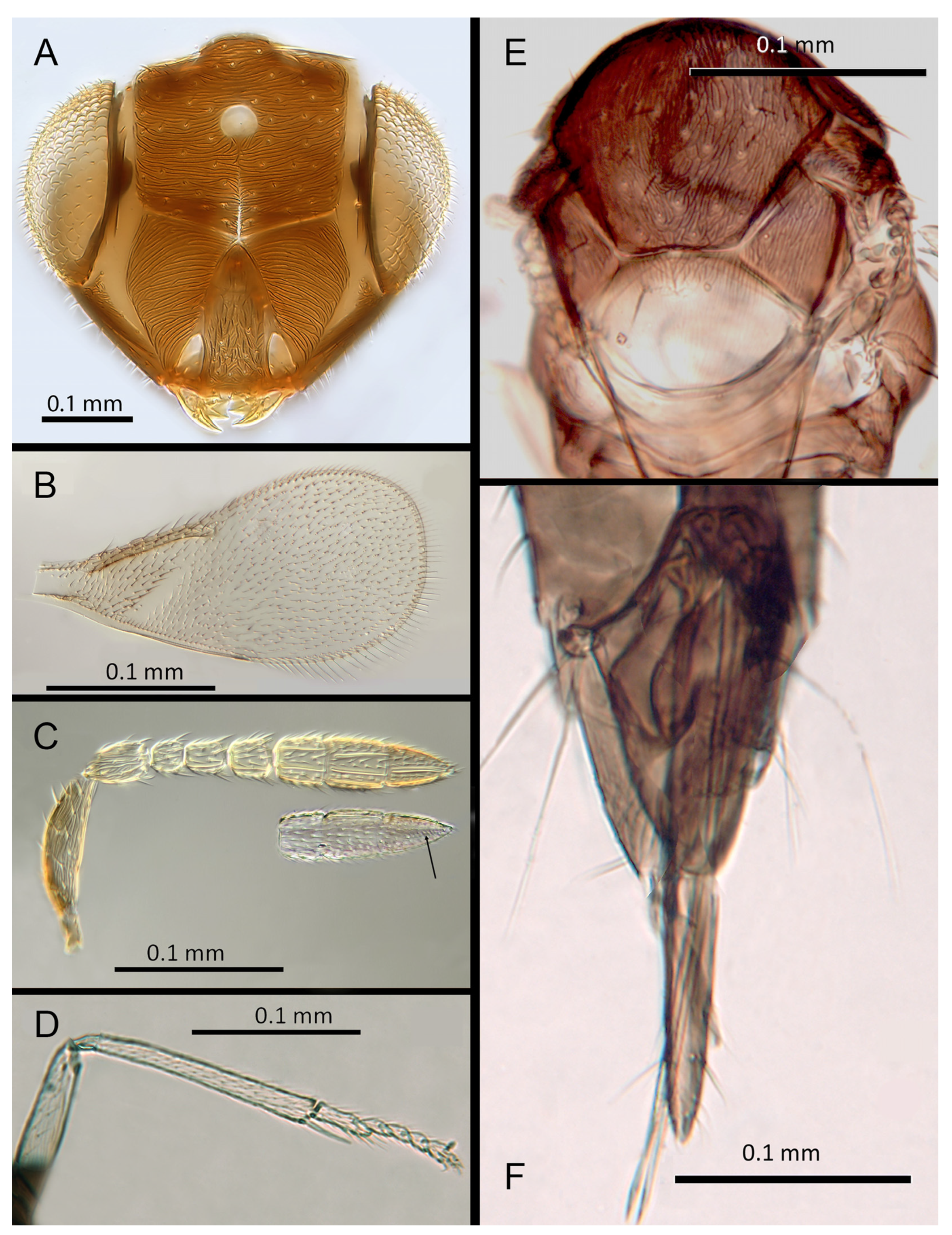 Insects 14 00570 g015 Insects 14 00570 g015