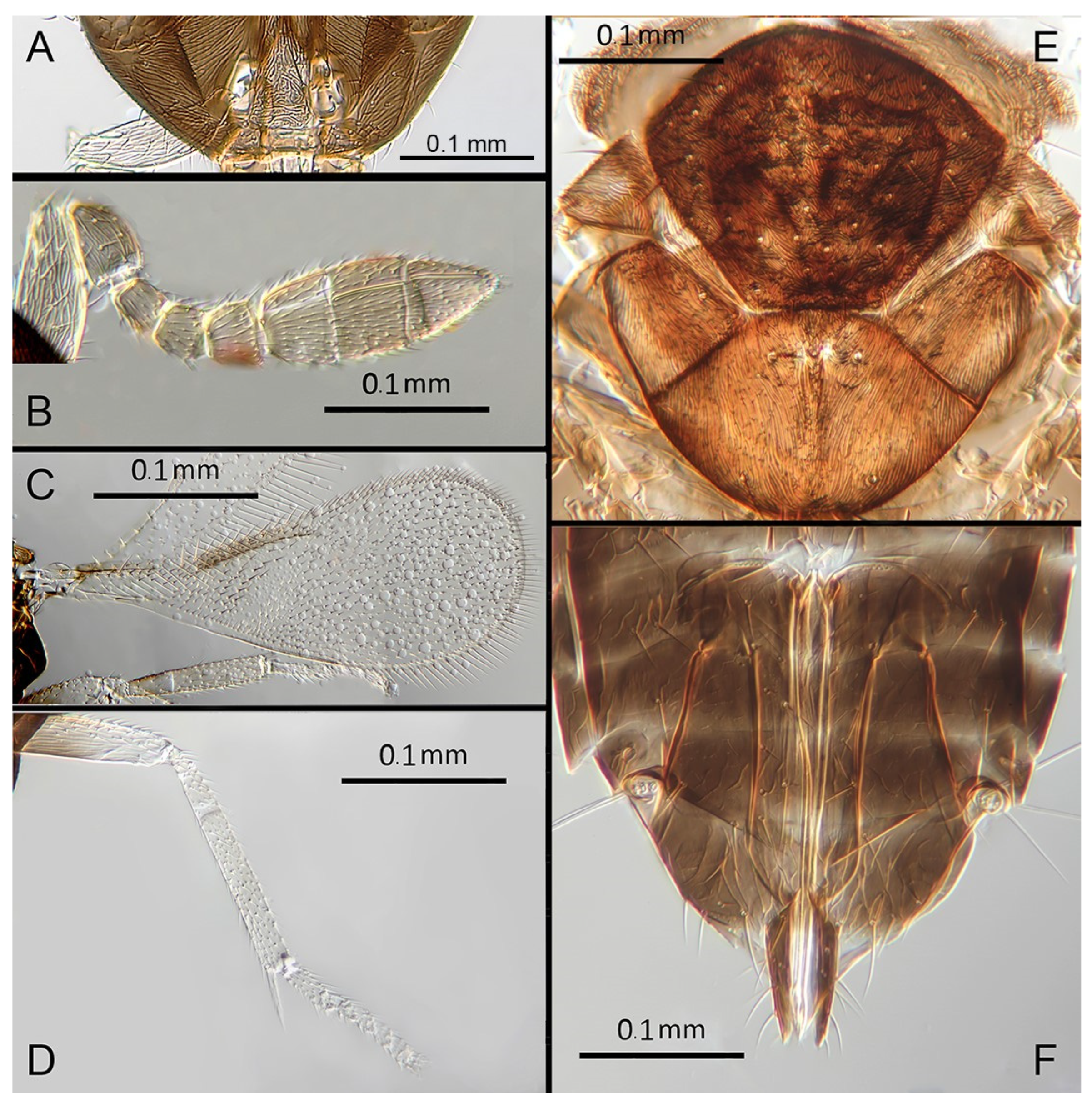 Insects 14 00570 g016 Insects 14 00570 g016