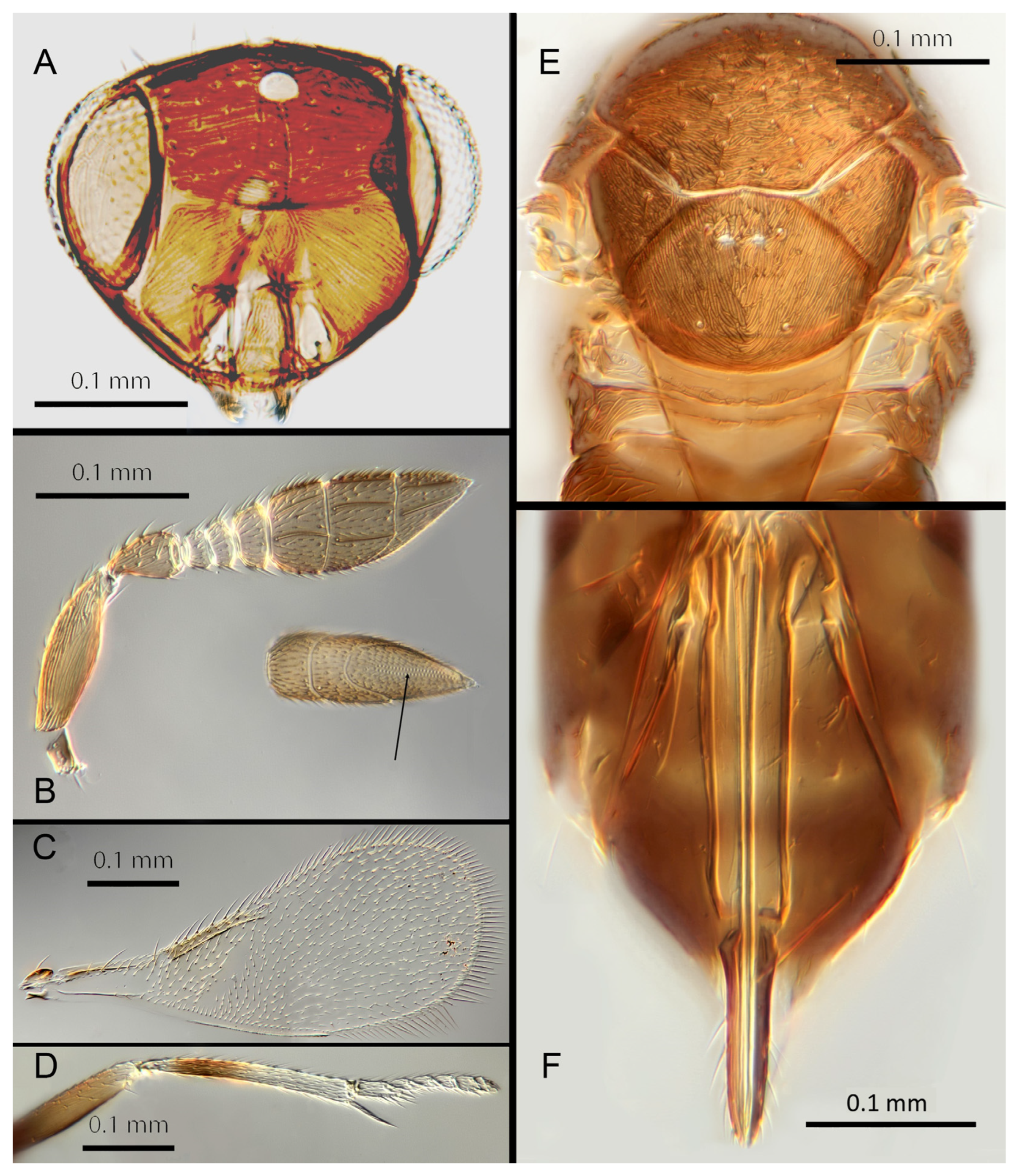 Insects 14 00570 g017 Insects 14 00570 g017