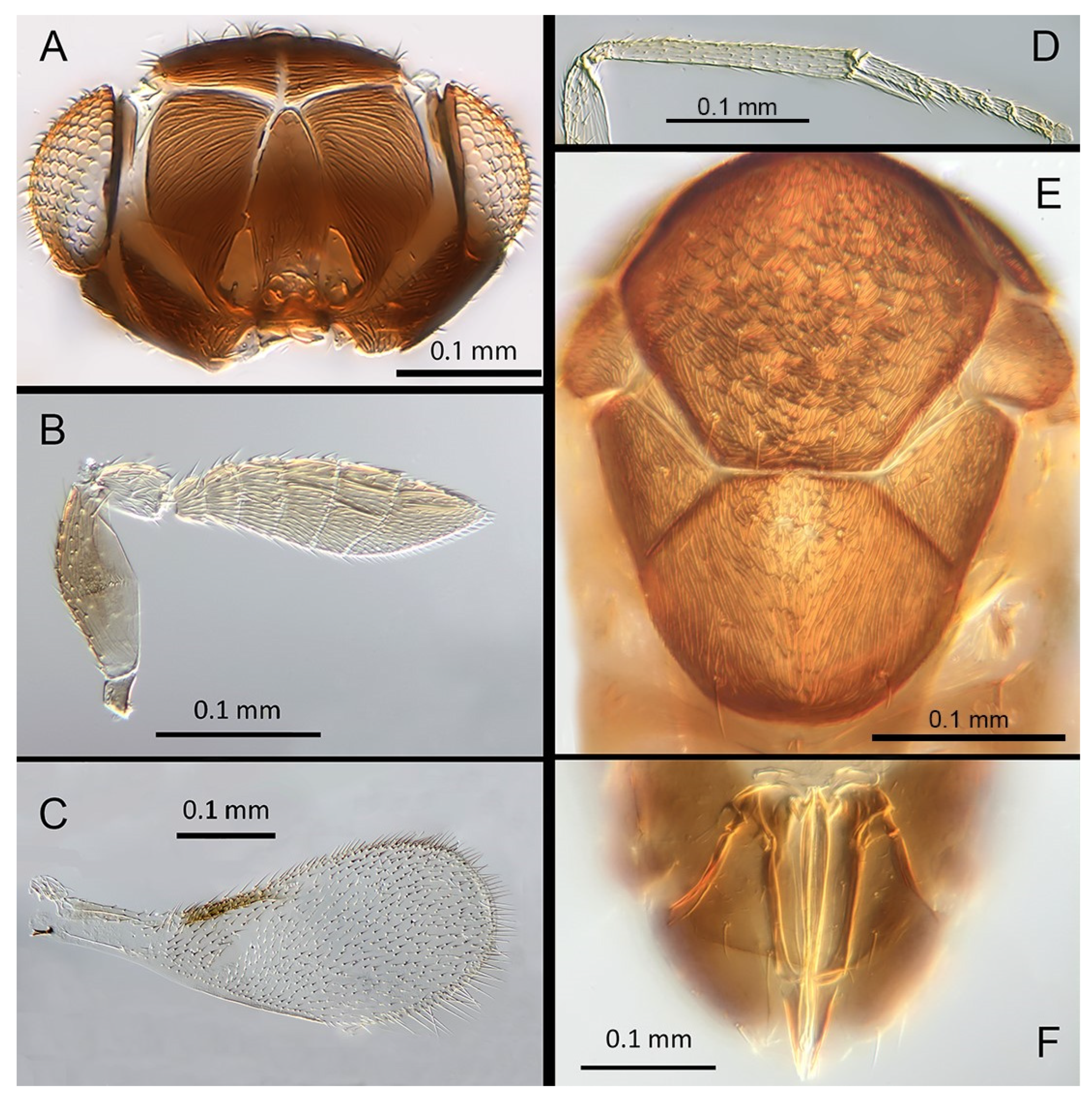 Insects 14 00570 g018 Insects 14 00570 g018