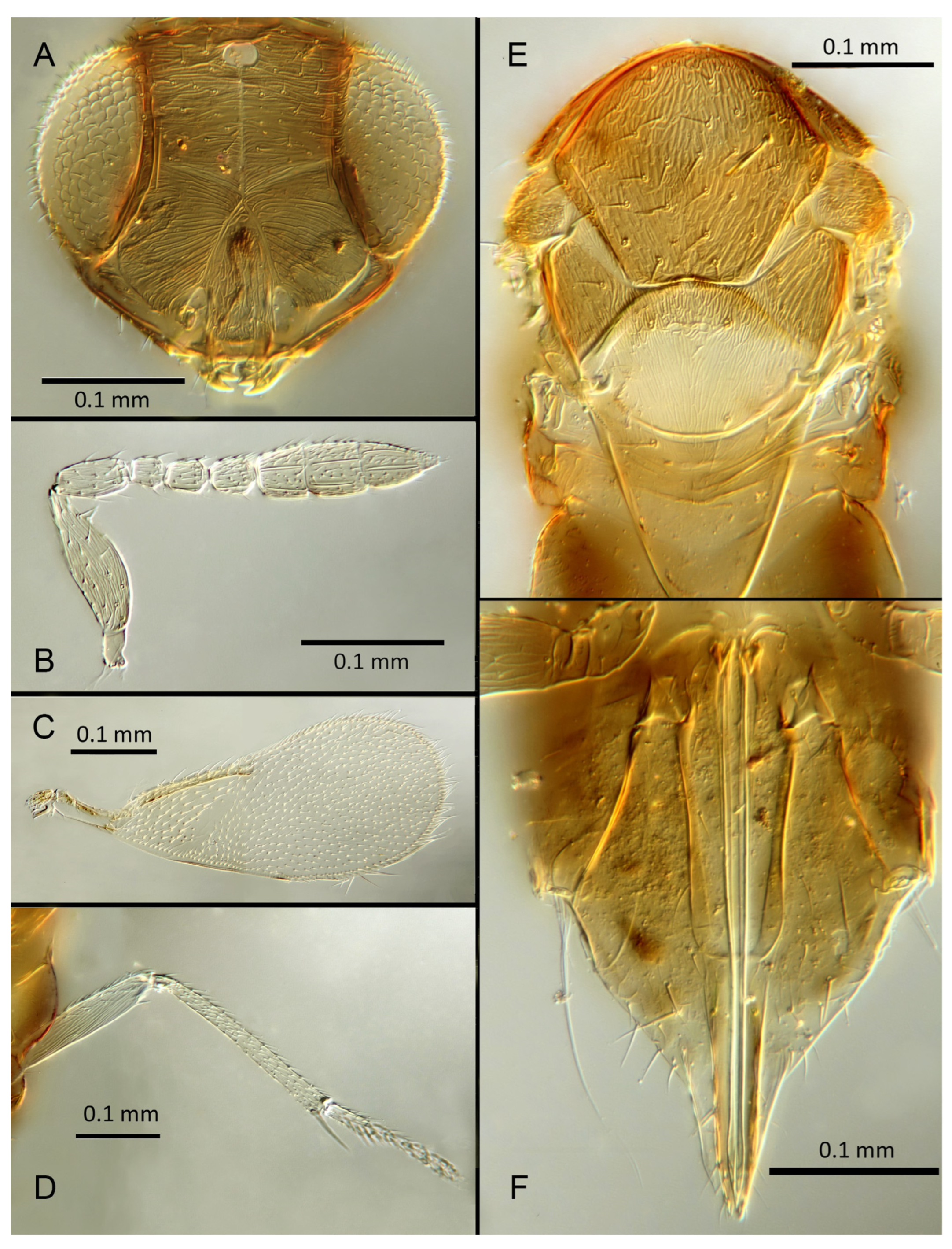 Insects 14 00570 g019 Insects 14 00570 g019