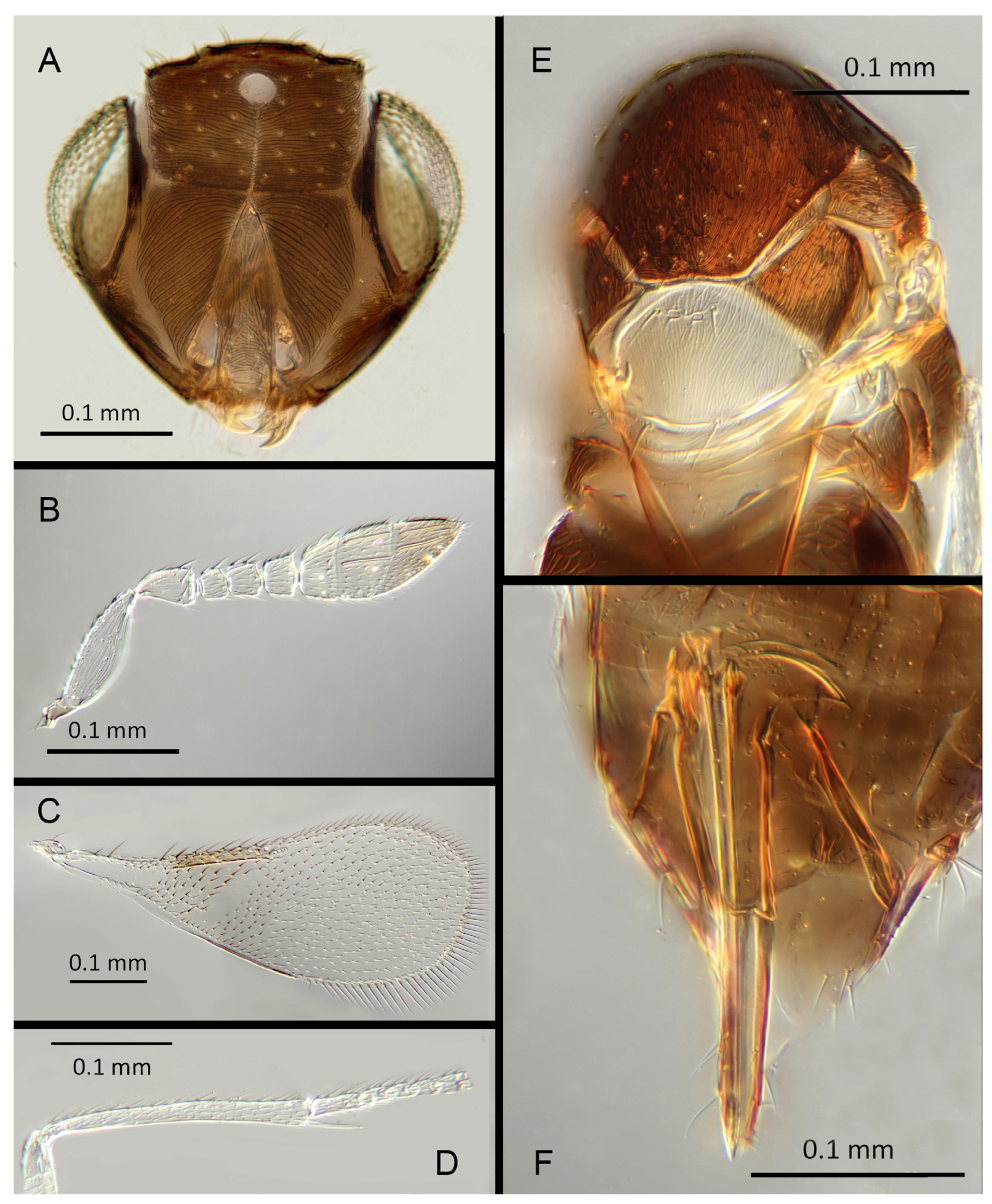 Insects 14 00570 g022 Insects 14 00570 g022