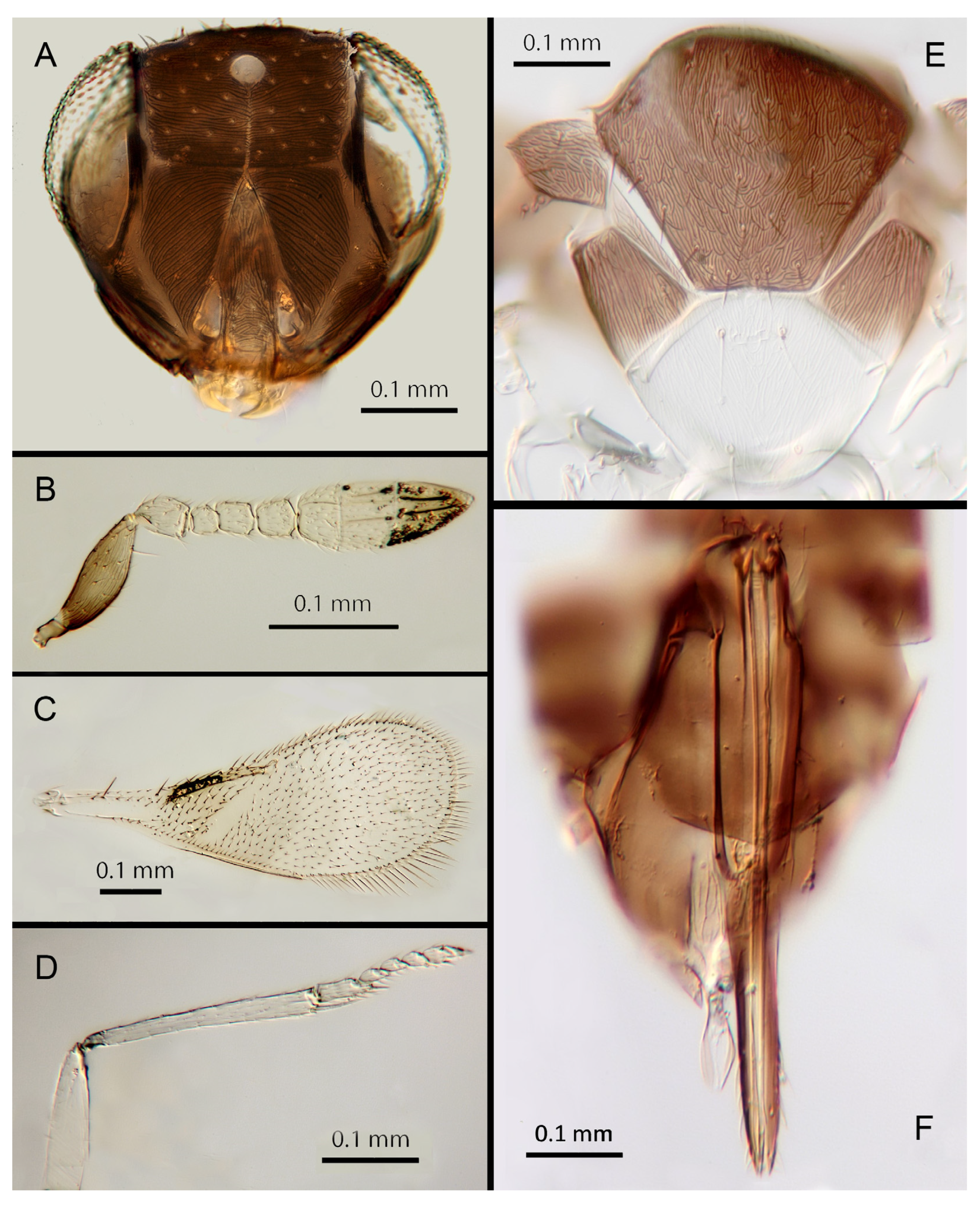 Insects 14 00570 g023 Insects 14 00570 g023