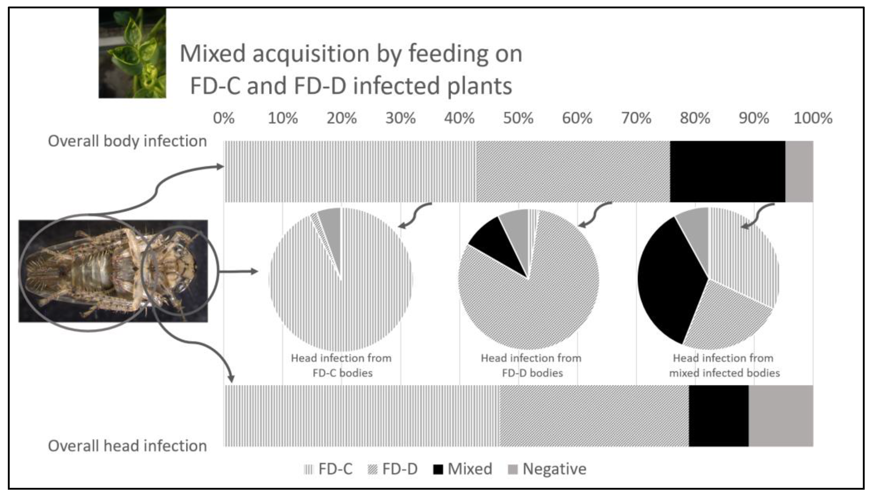 Insects 14 00575 g001 Insects 14 00575 g001