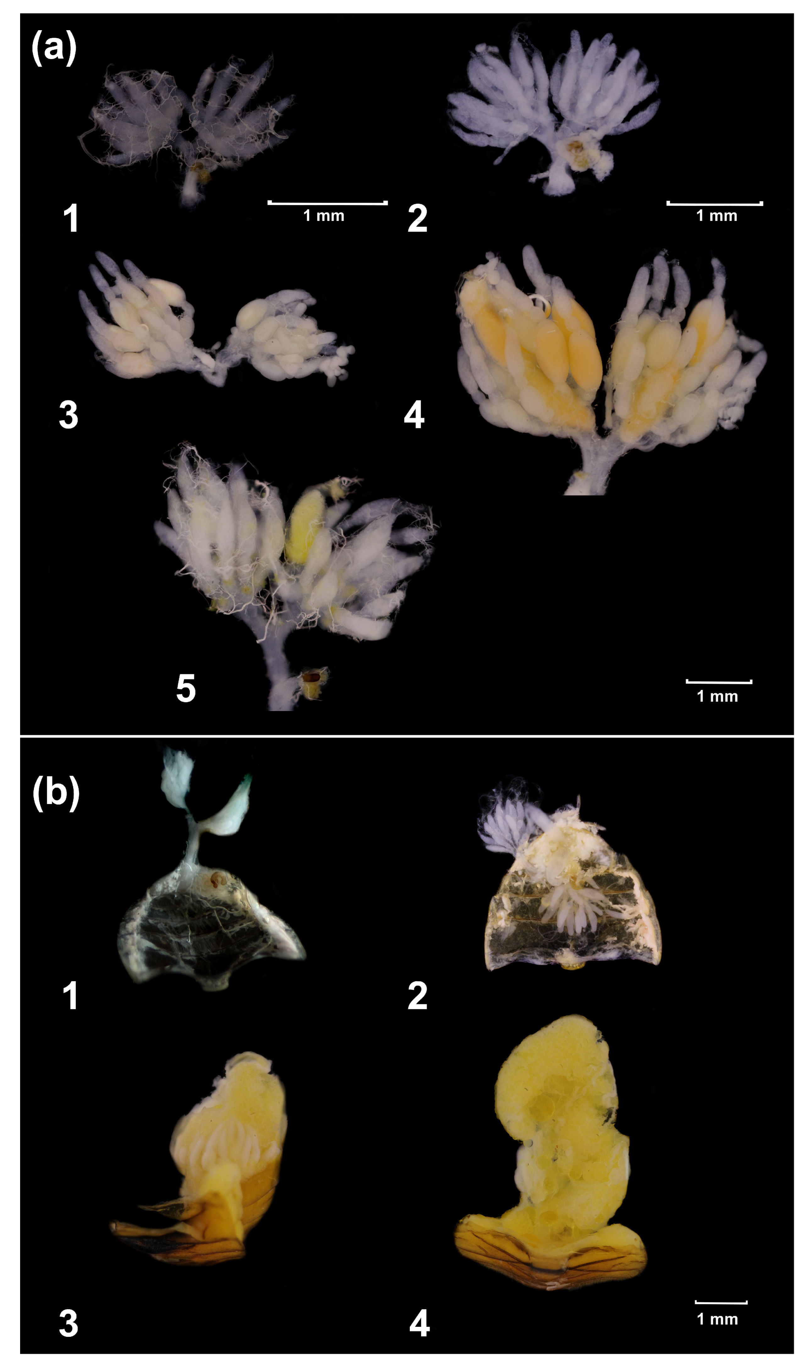 Insects 14 00587 g001