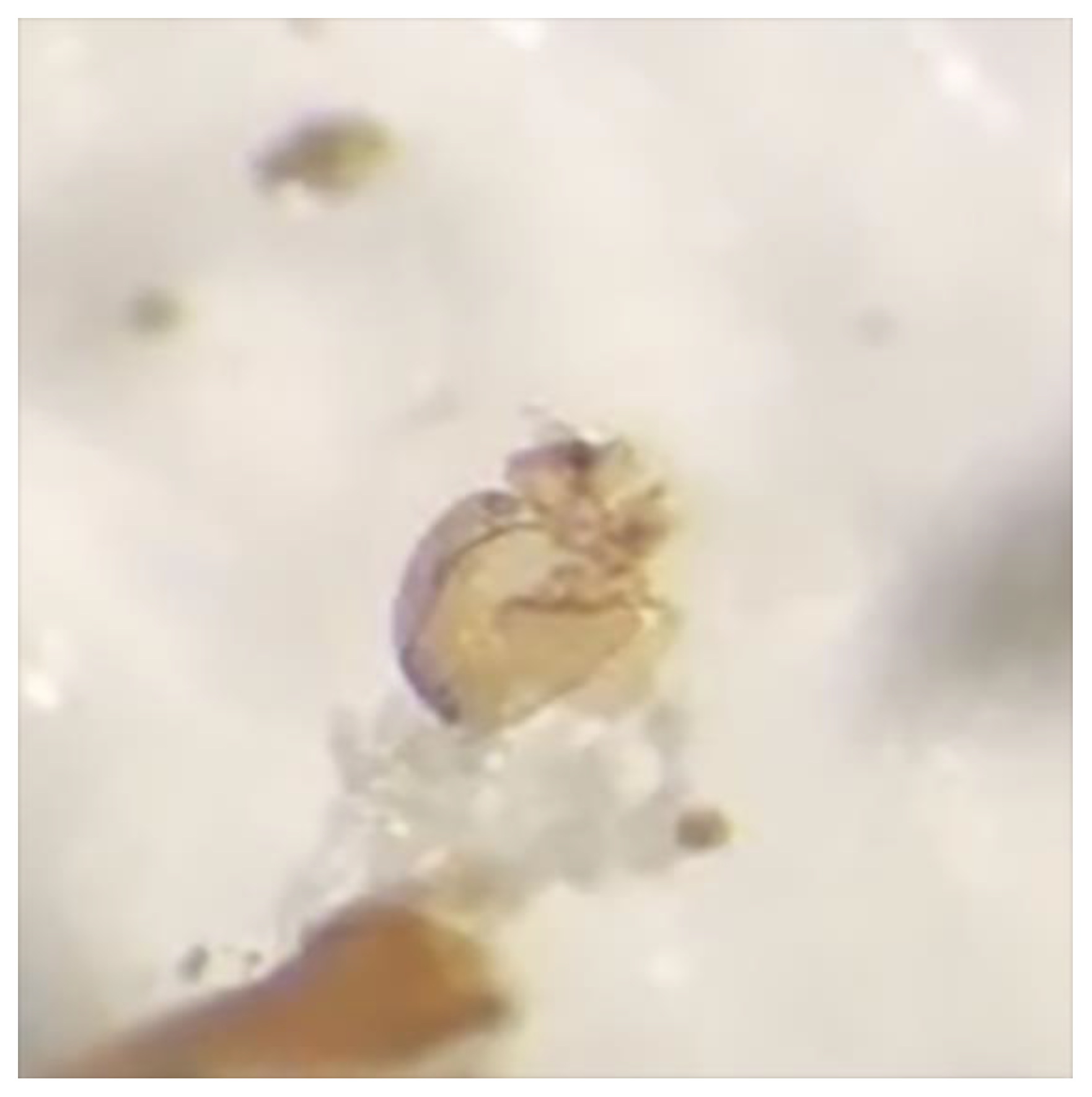 Insects 14 00607 g001