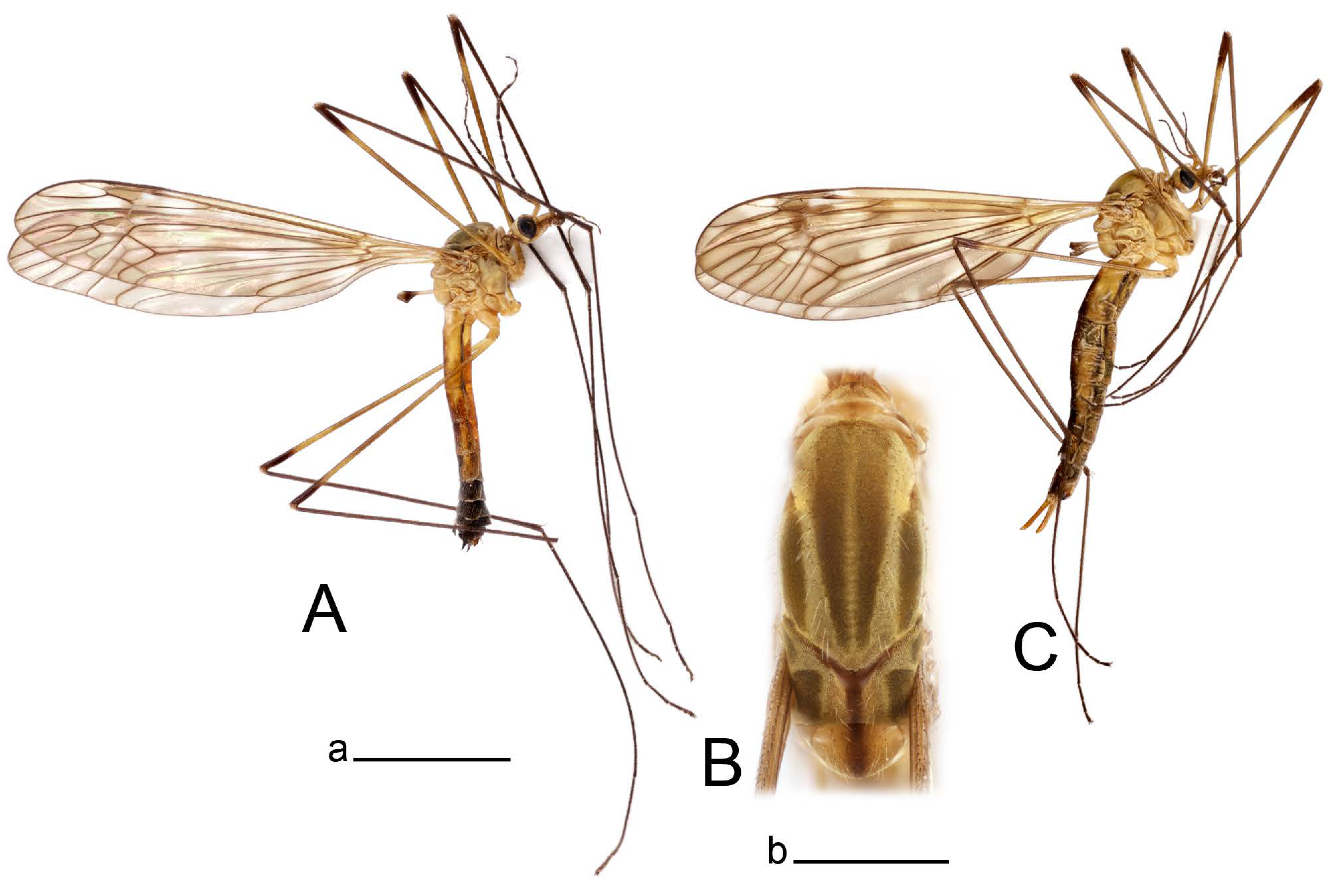 Insects 14 00616 g010