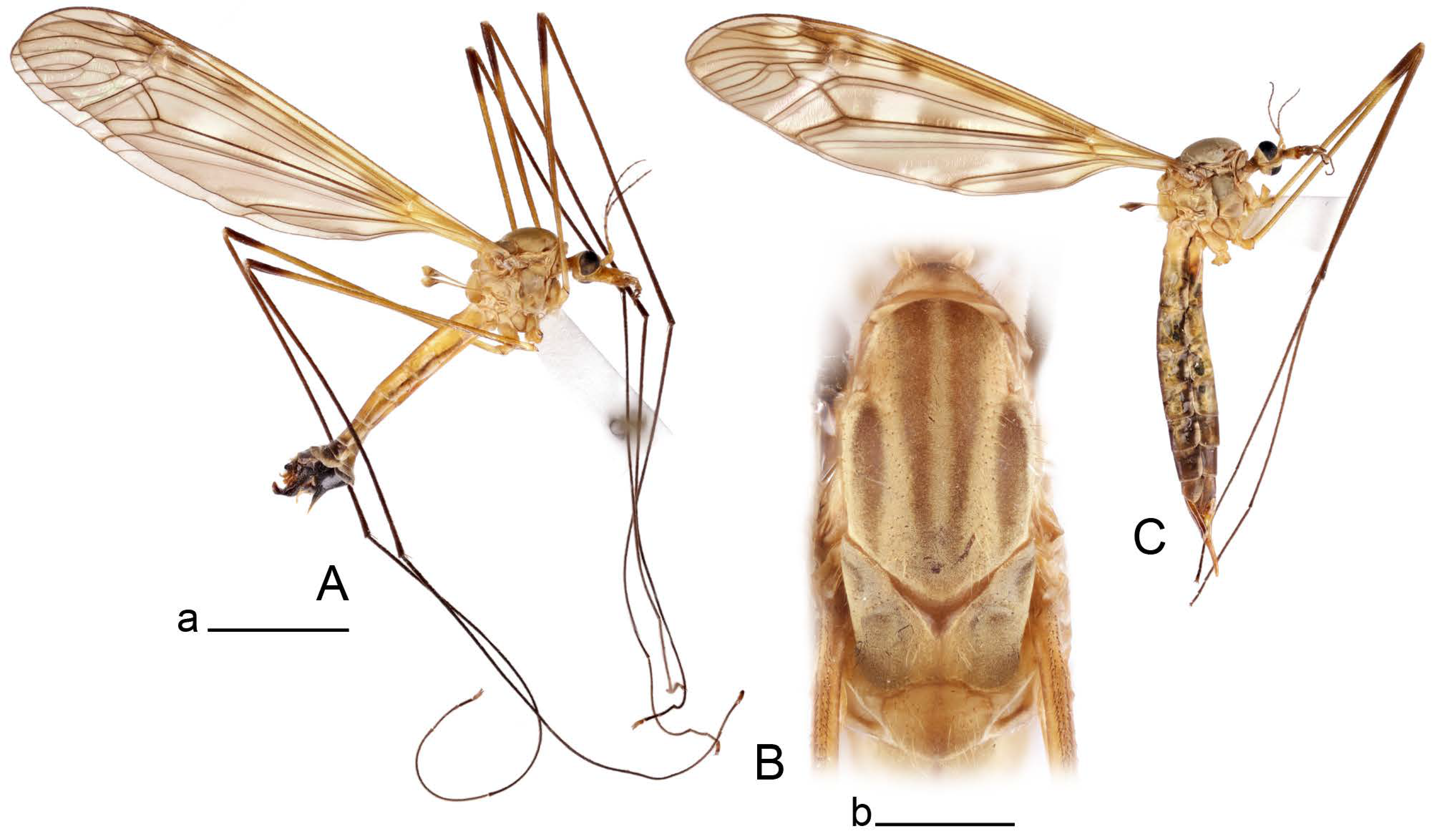 Insects 14 00616 g026