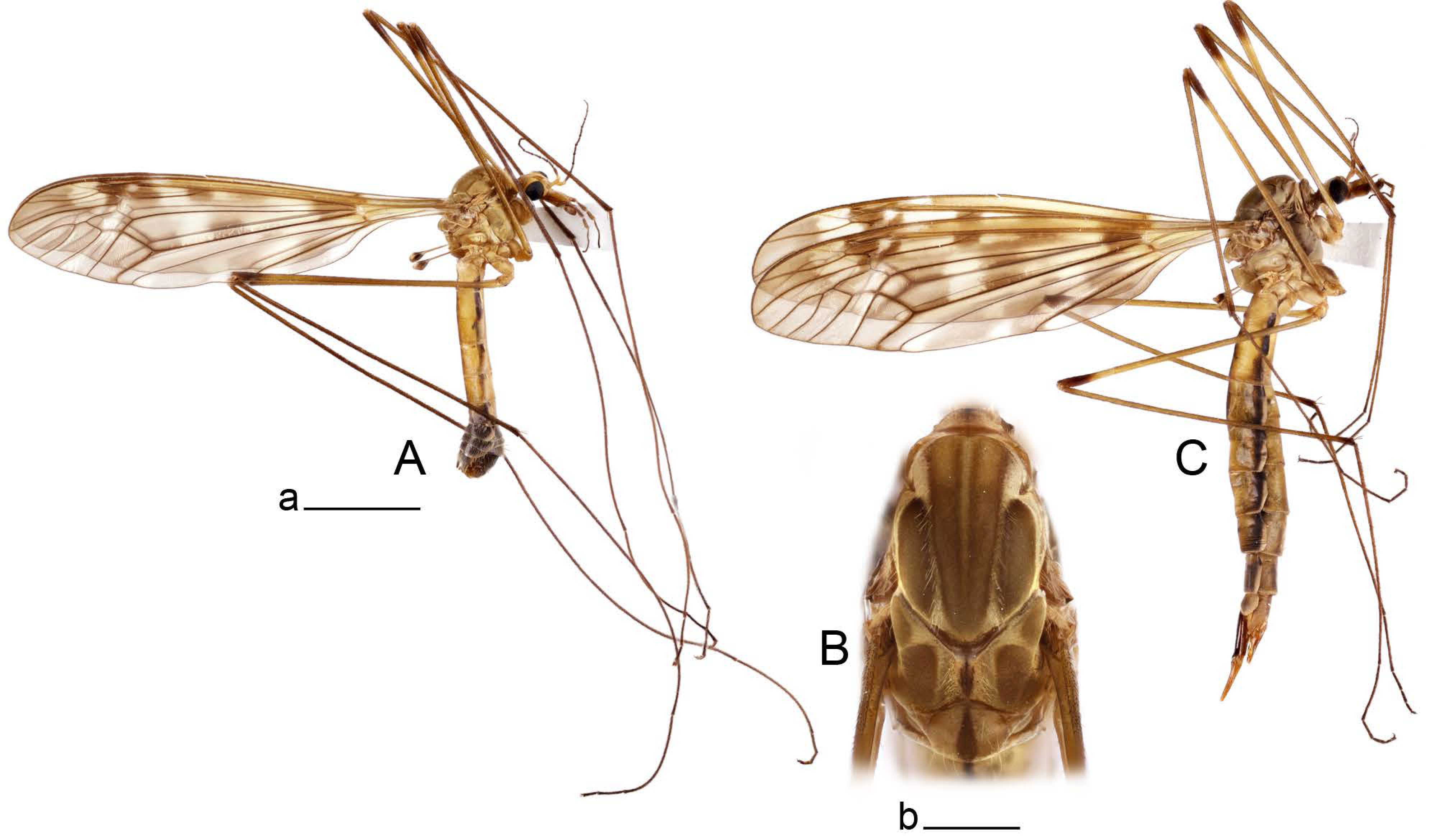 Insects 14 00616 g042