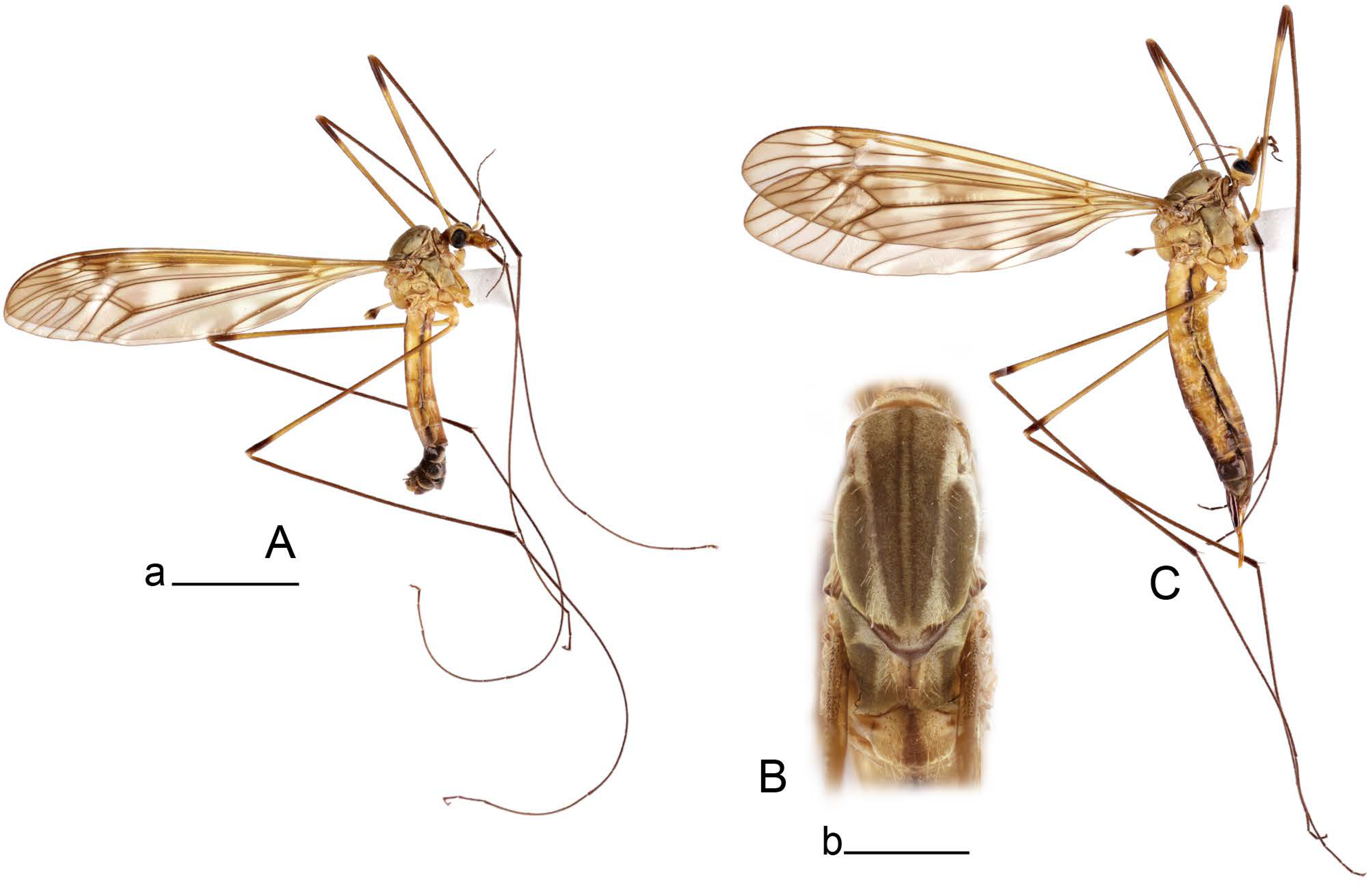 Insects 14 00616 g054