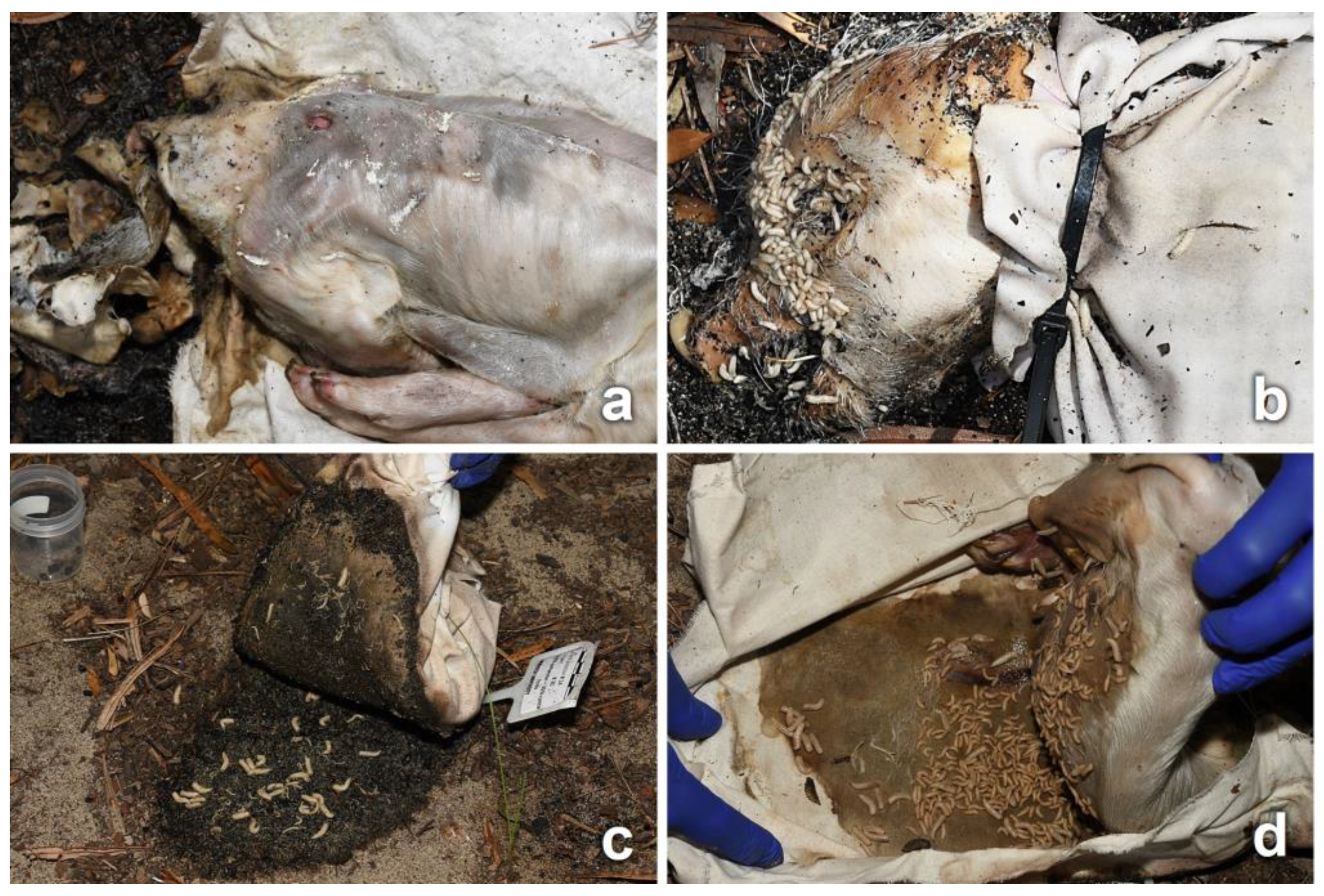 Insects 14 00618 g005