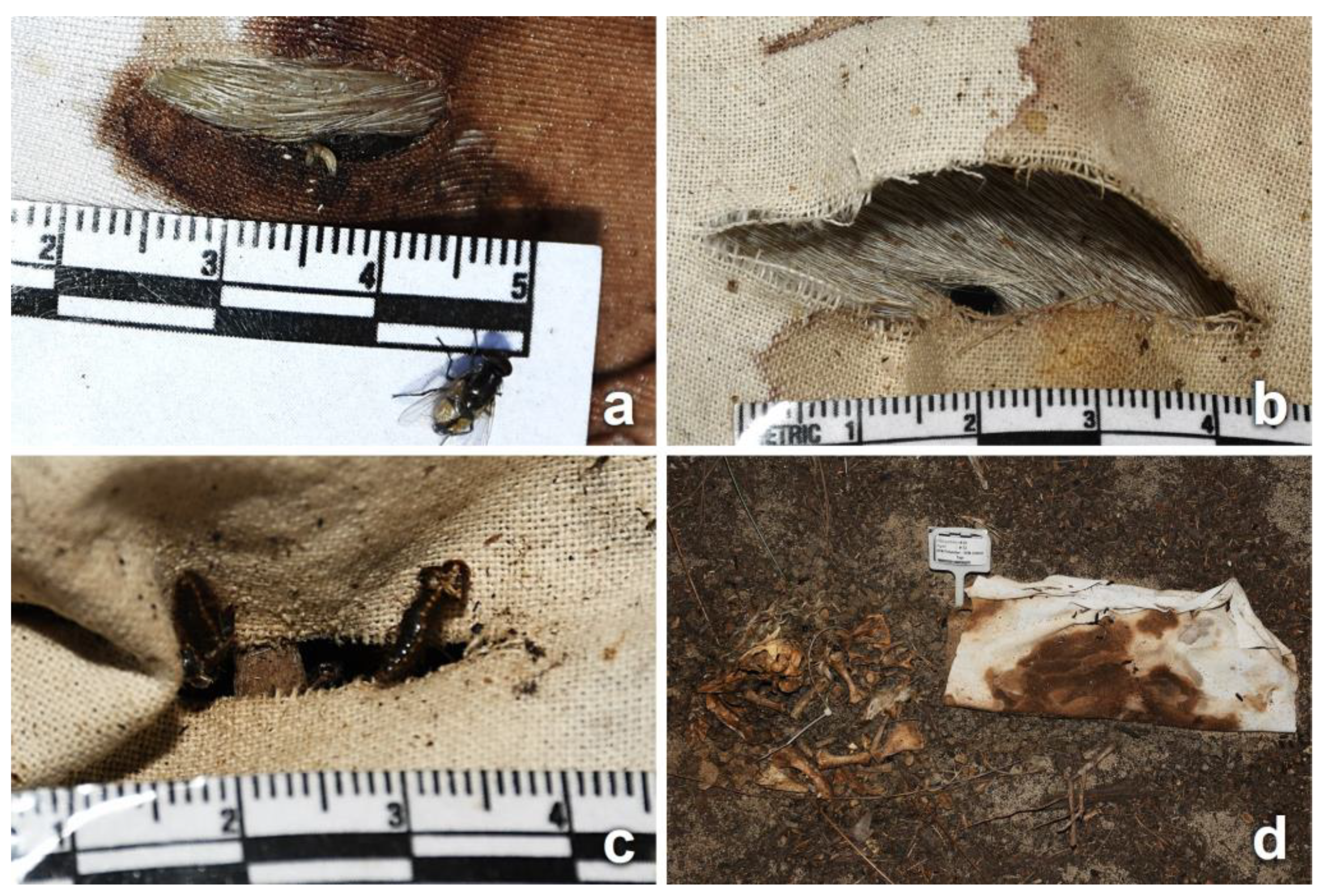 Insects 14 00618 g006