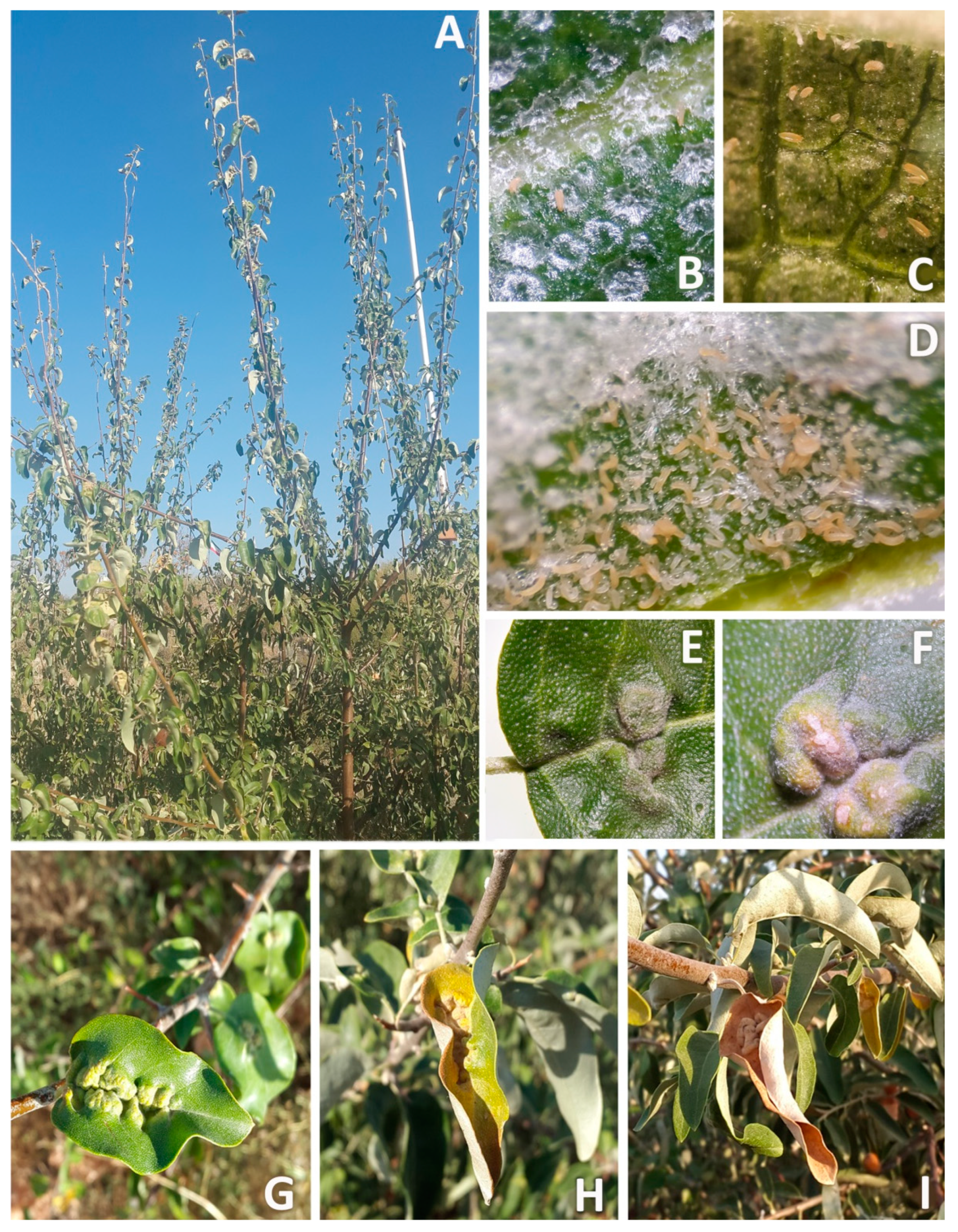 Insects 14 00633 g008 Insects 14 00633 g008