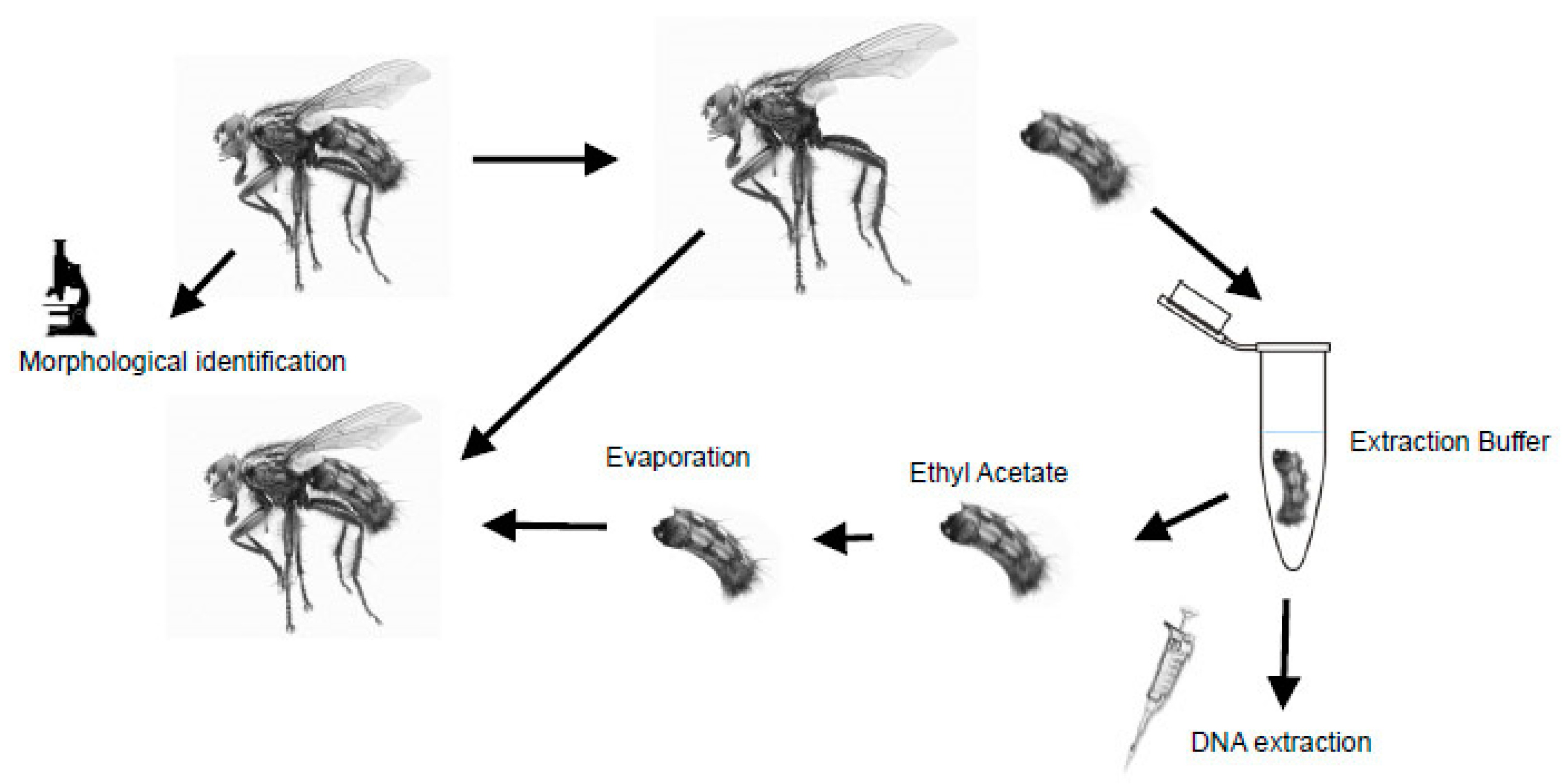 Insects 14 00635 g001 Insects 14 00635 g001