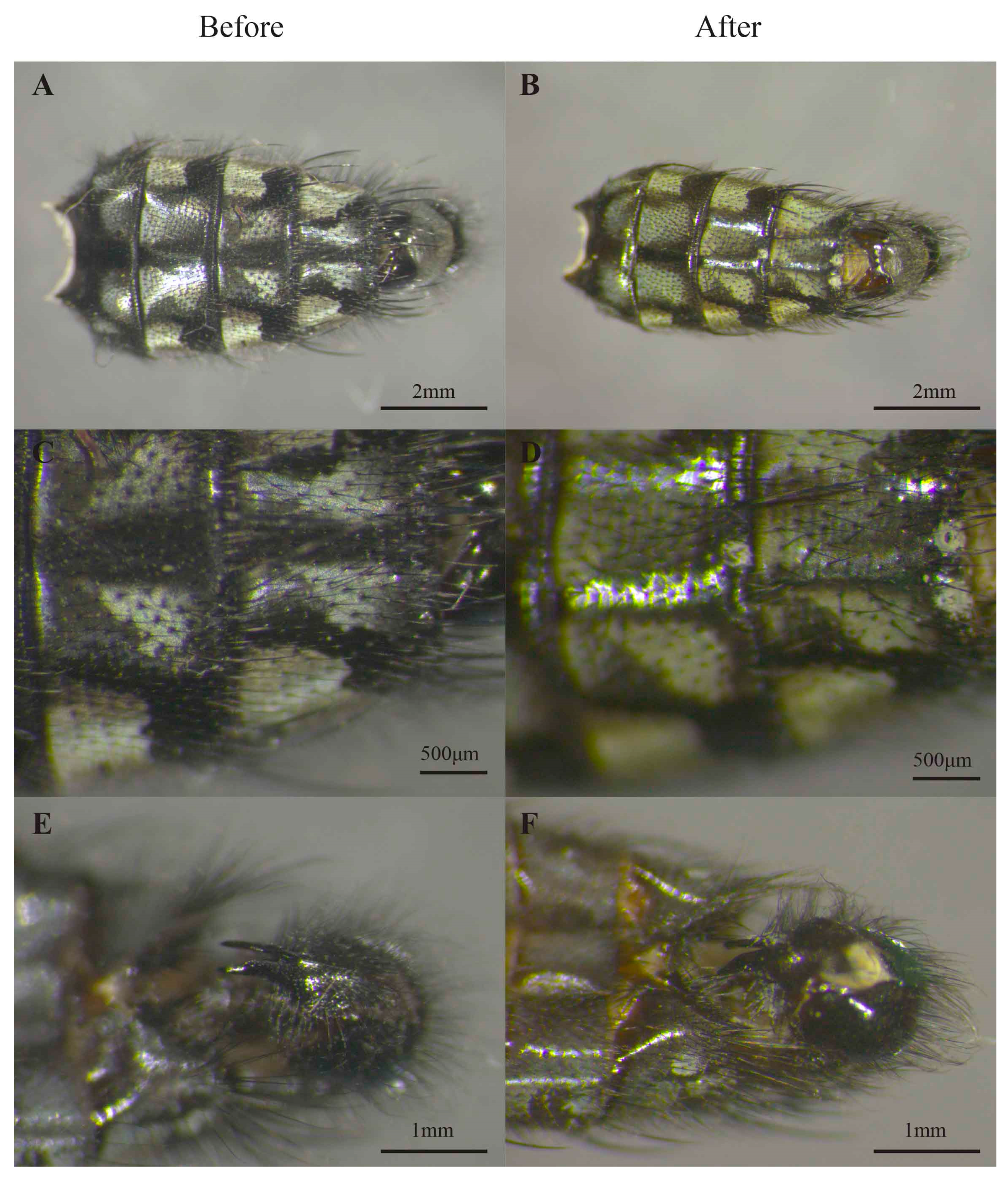 Insects 14 00635 g002 Insects 14 00635 g002