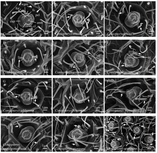 Insects 14 00650 g004