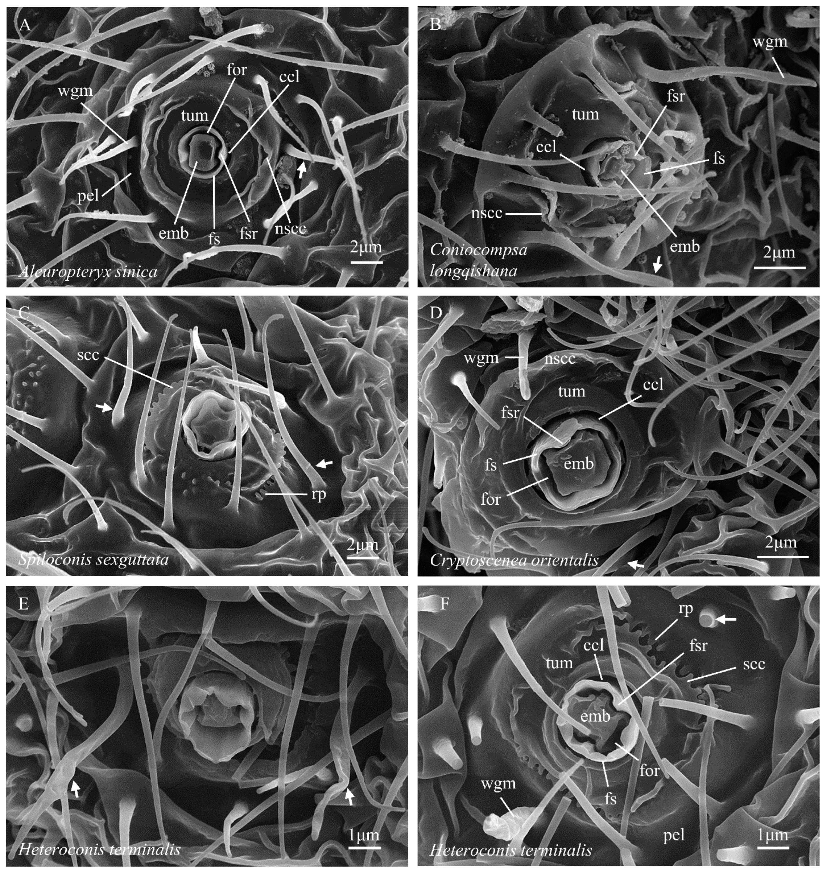 Insects 14 00650 g006