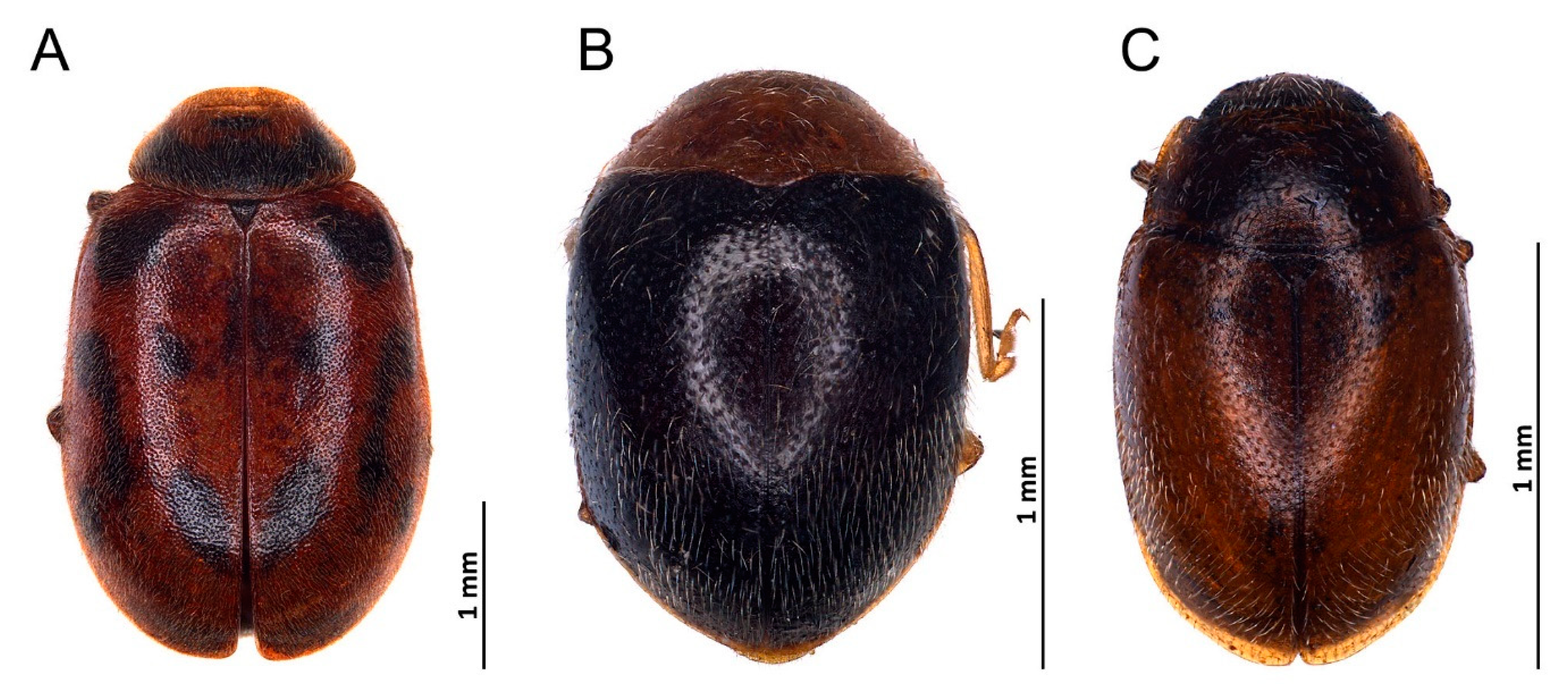 Insects 14 00655 g003