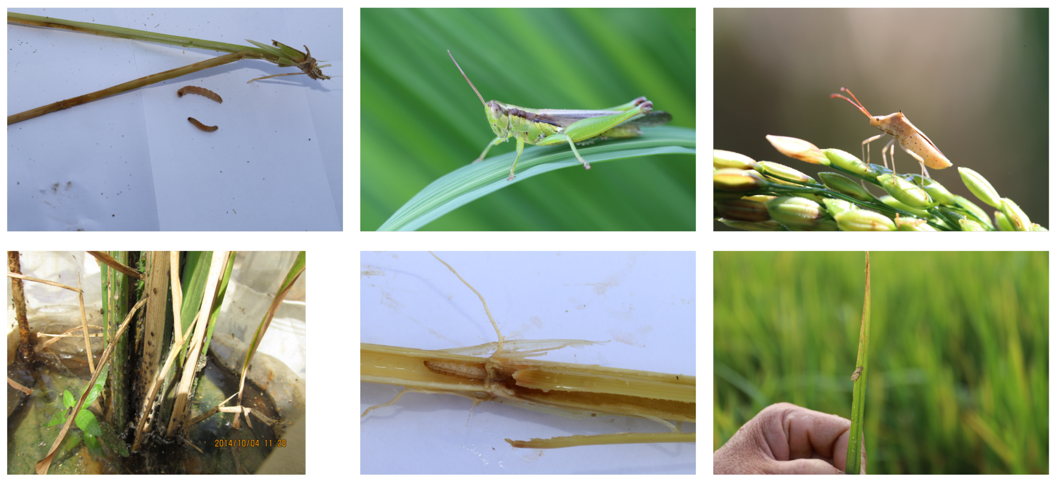 Insects 14 00660 g001