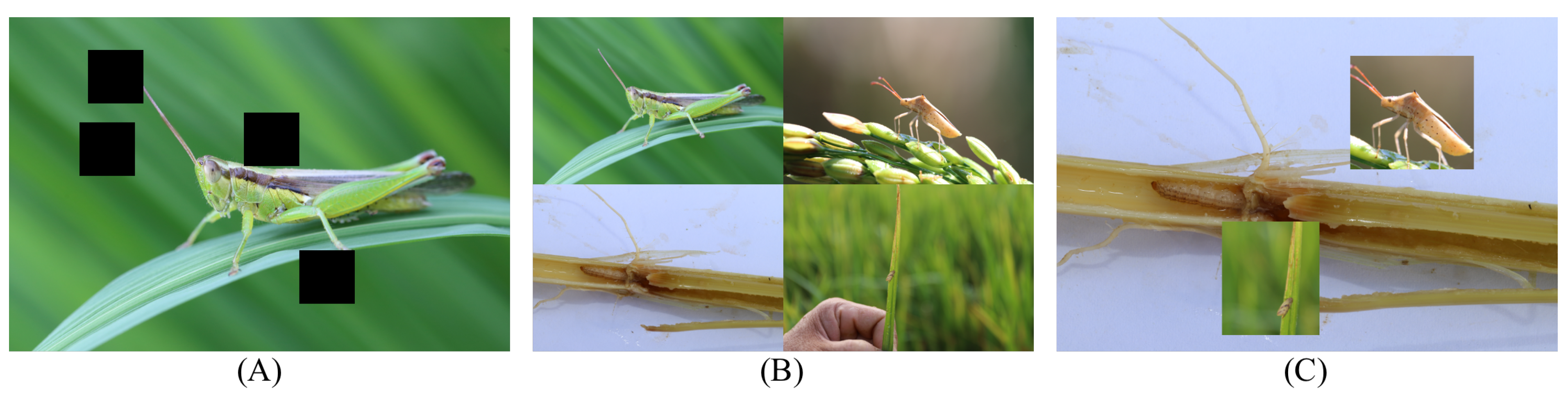 Insects 14 00660 g002