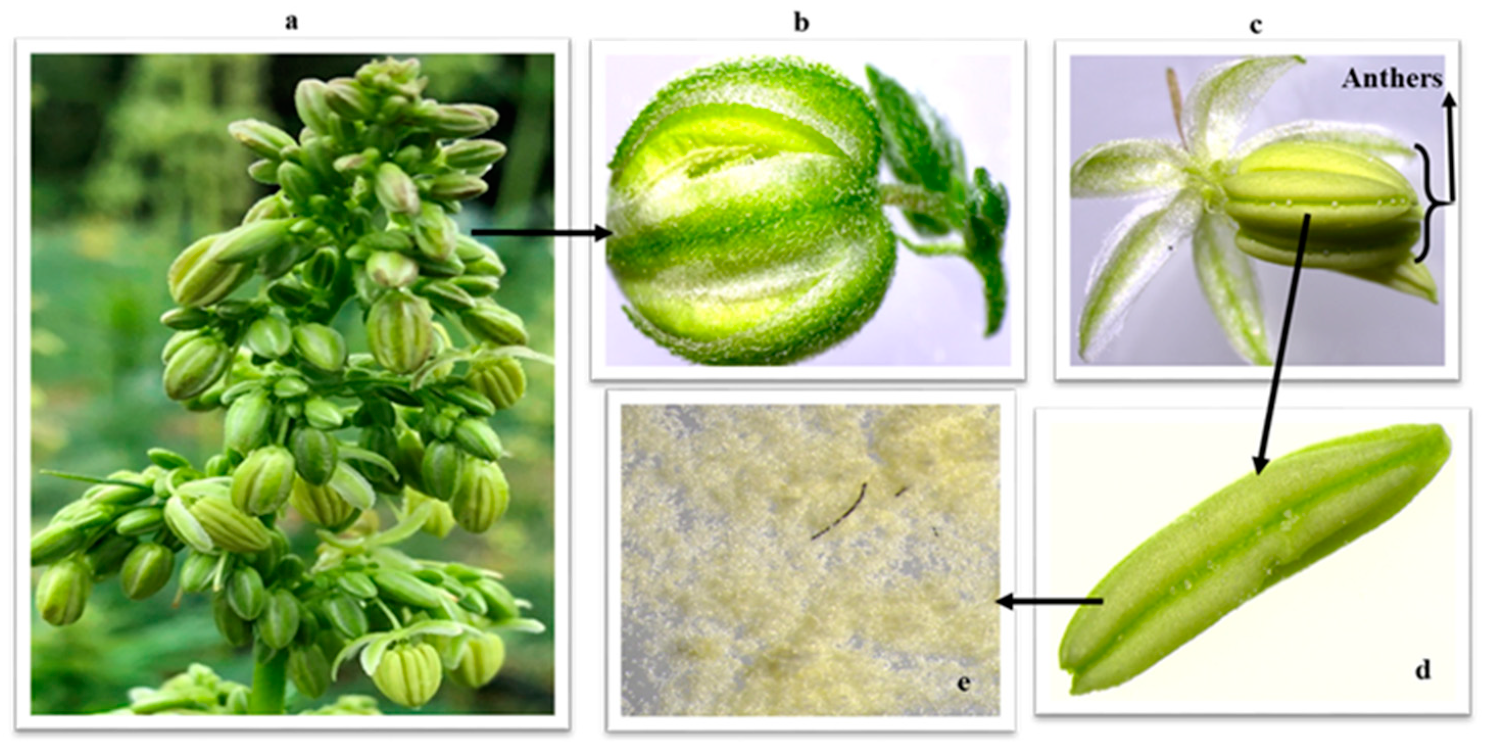 Insects 14 00668 g002