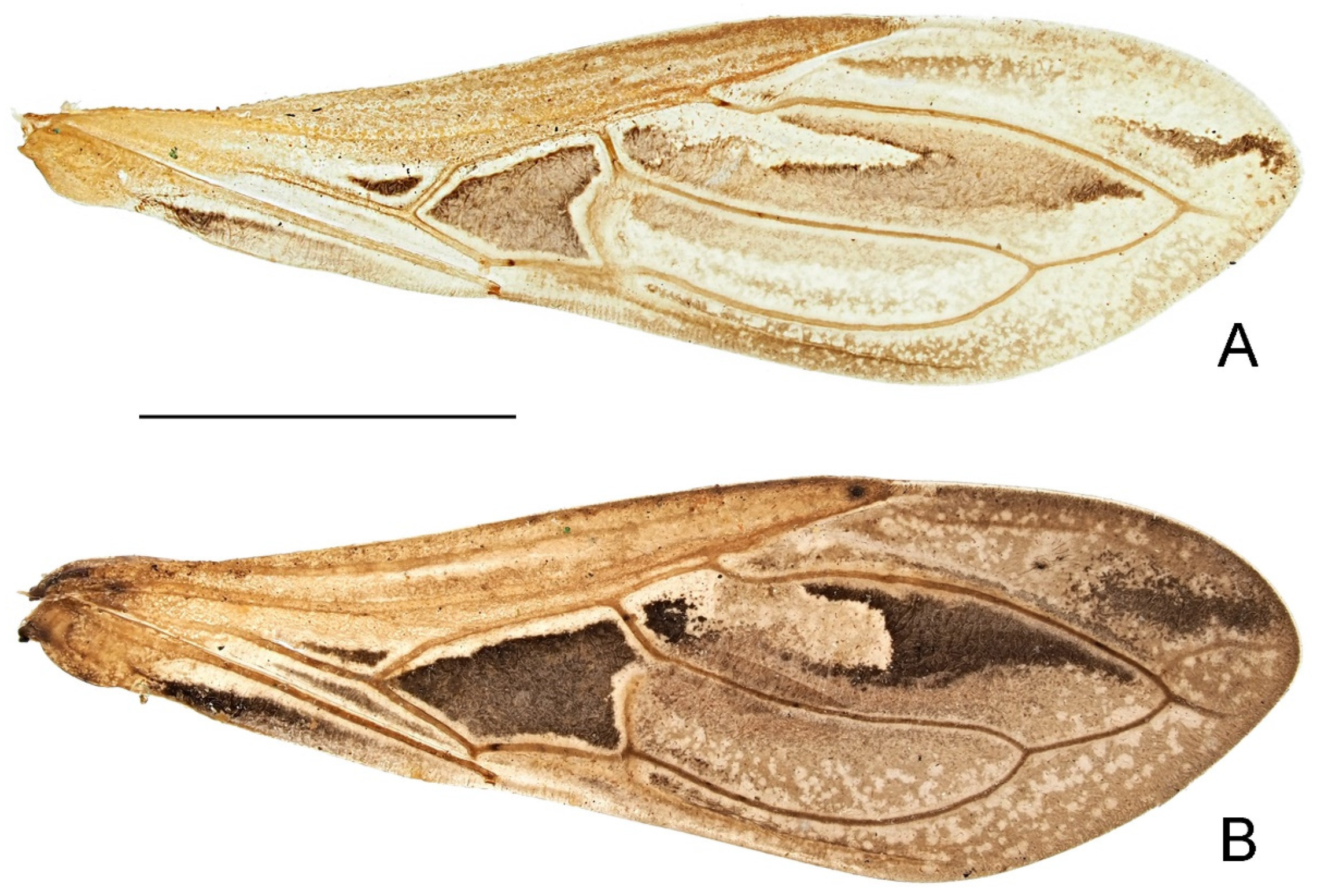 Insects 14 00680 g006