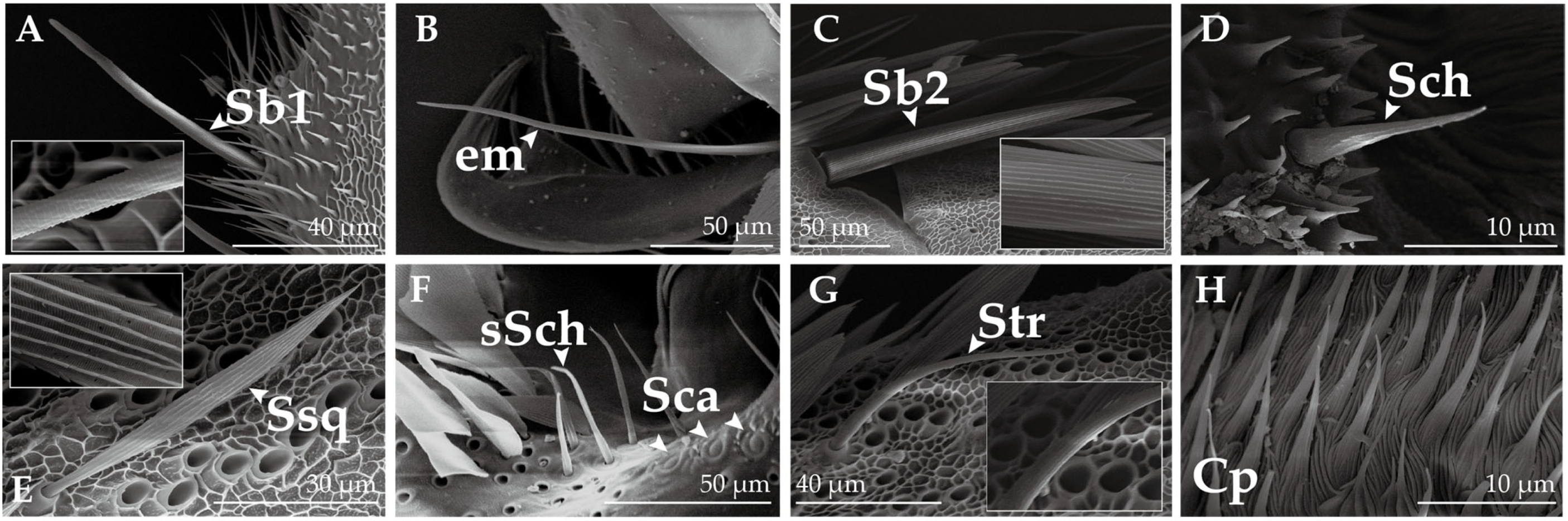 Insects 14 00687 g008
