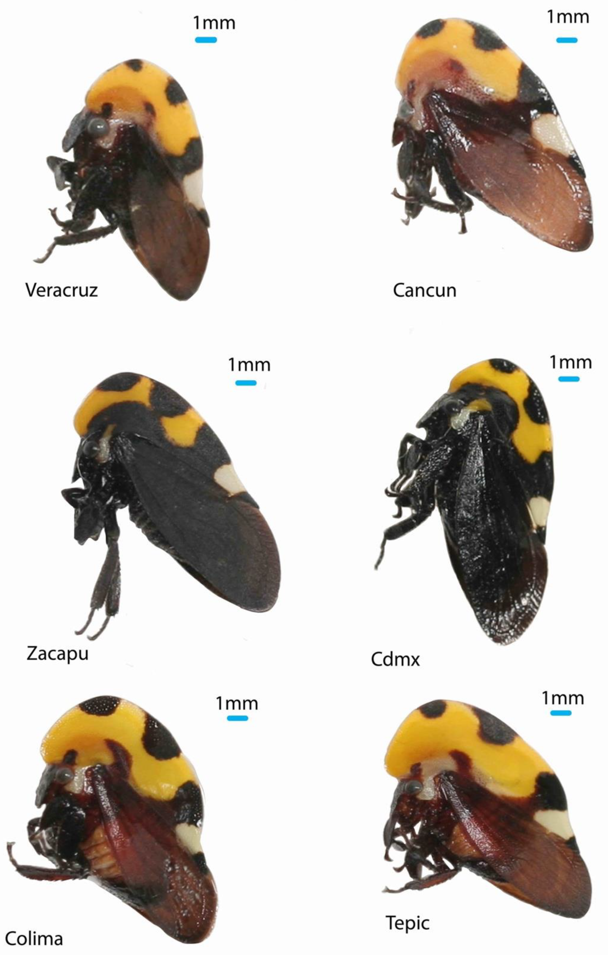 Insects 14 00704 g001 Insects 14 00704 g001