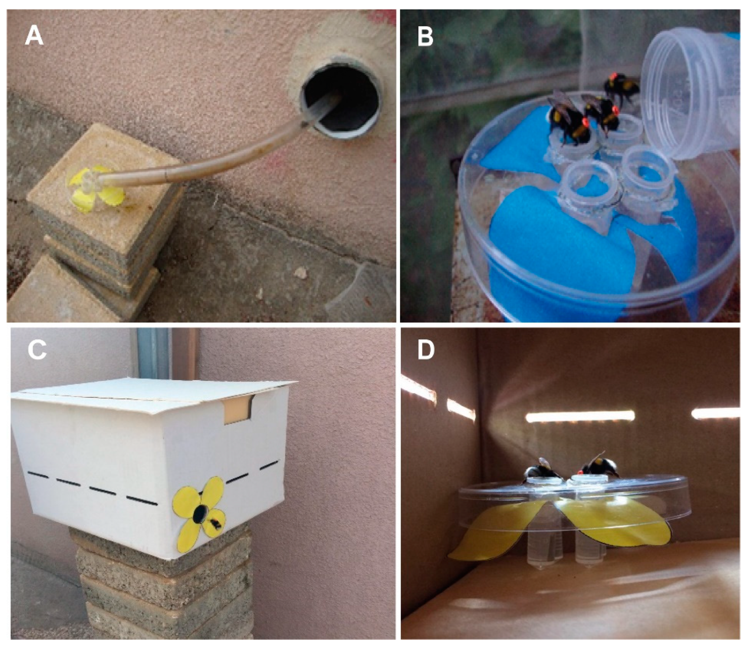 Insects 14 00707 g001