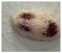 Insects 14 00726 i001