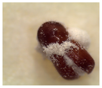 Insects 14 00726 i003