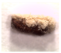 Insects 14 00726 i004