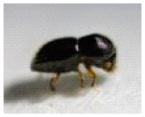 Insects 14 00726 i005