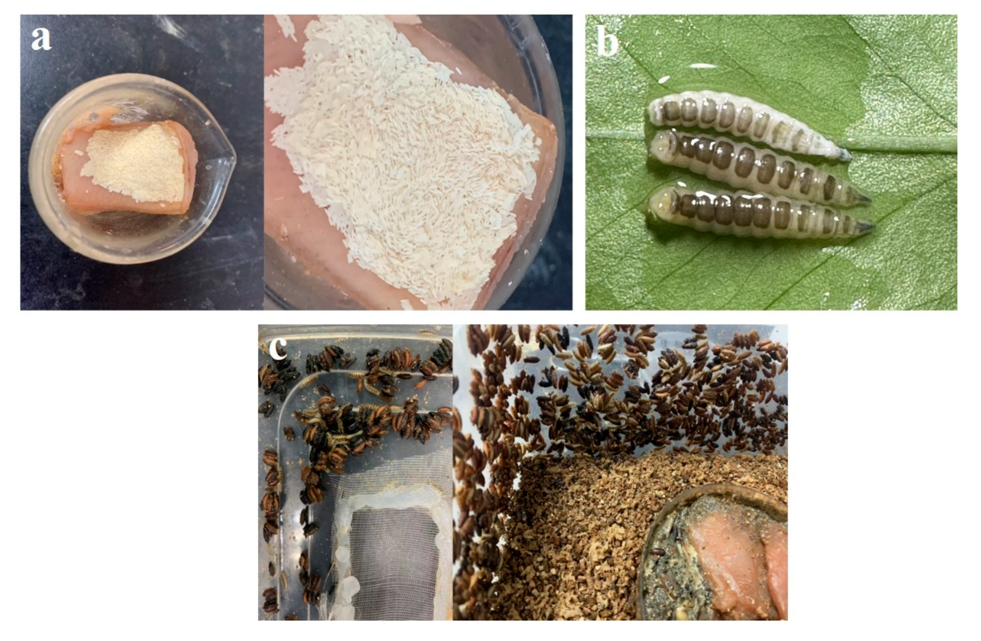 Insects 14 00729 g007