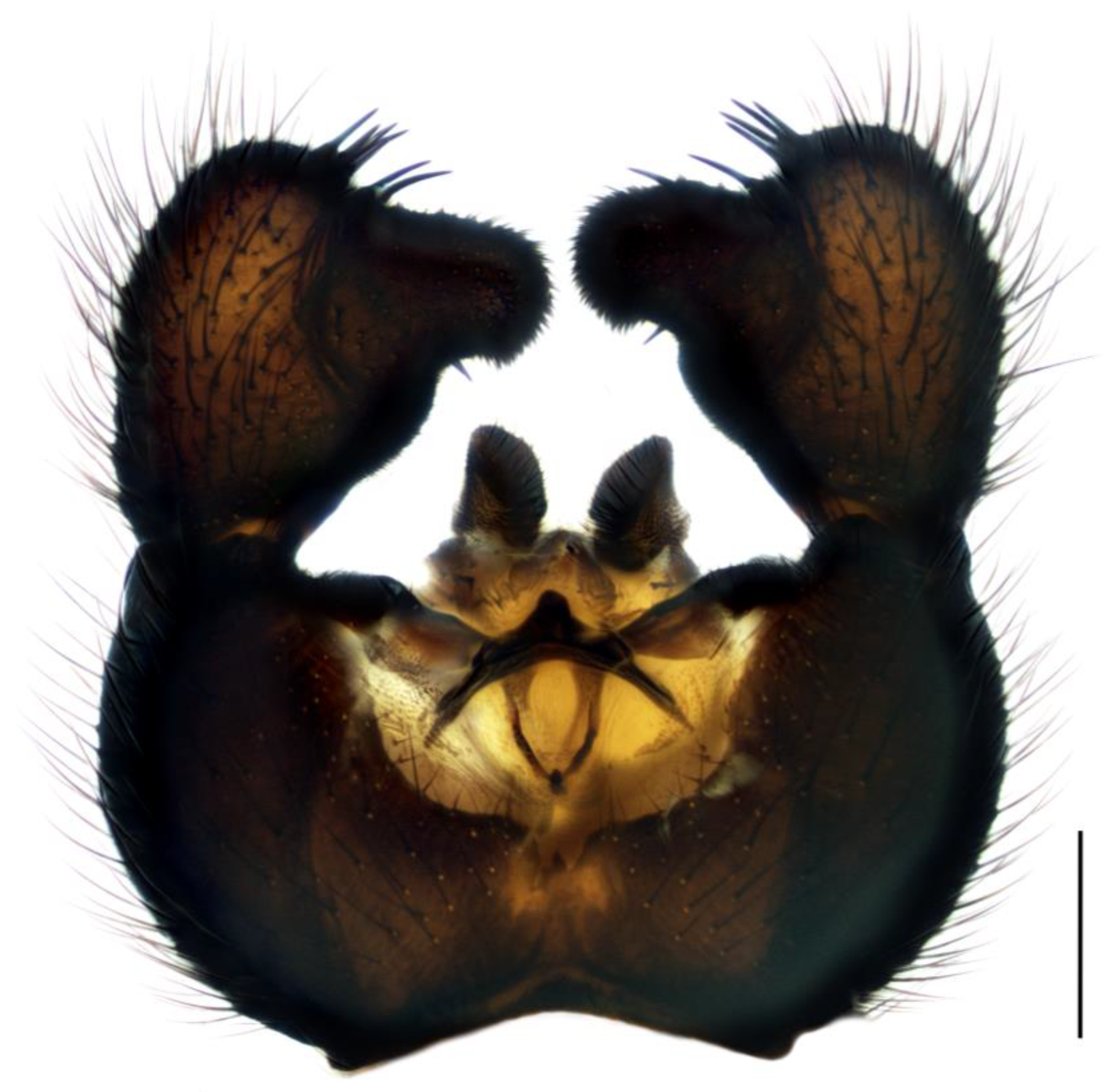 Insects 14 00732 g001