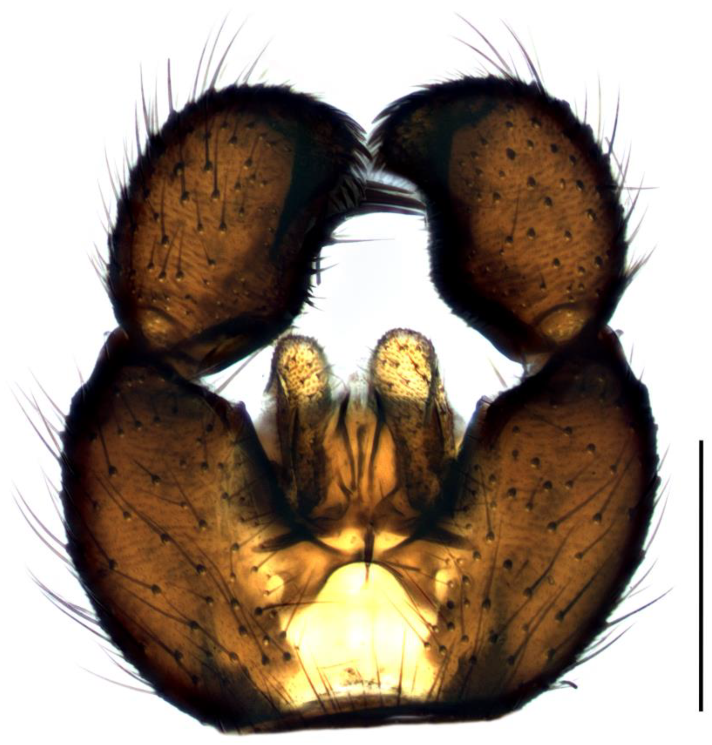 Insects 14 00732 g003