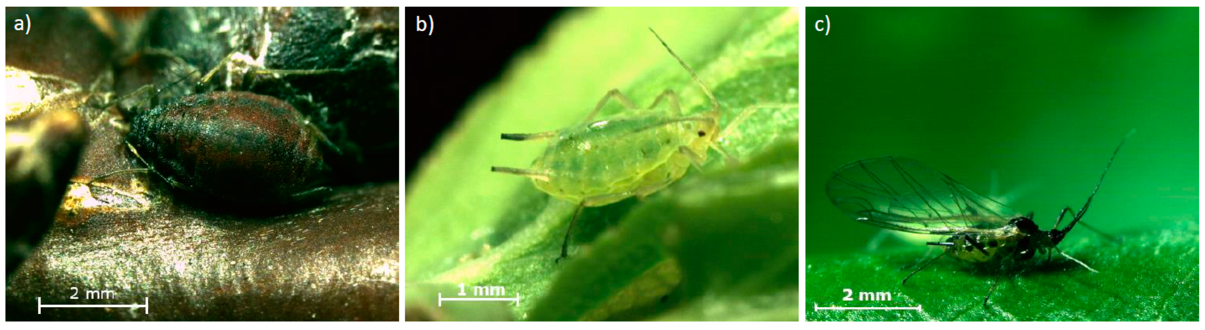 Insects 14 00746 g001