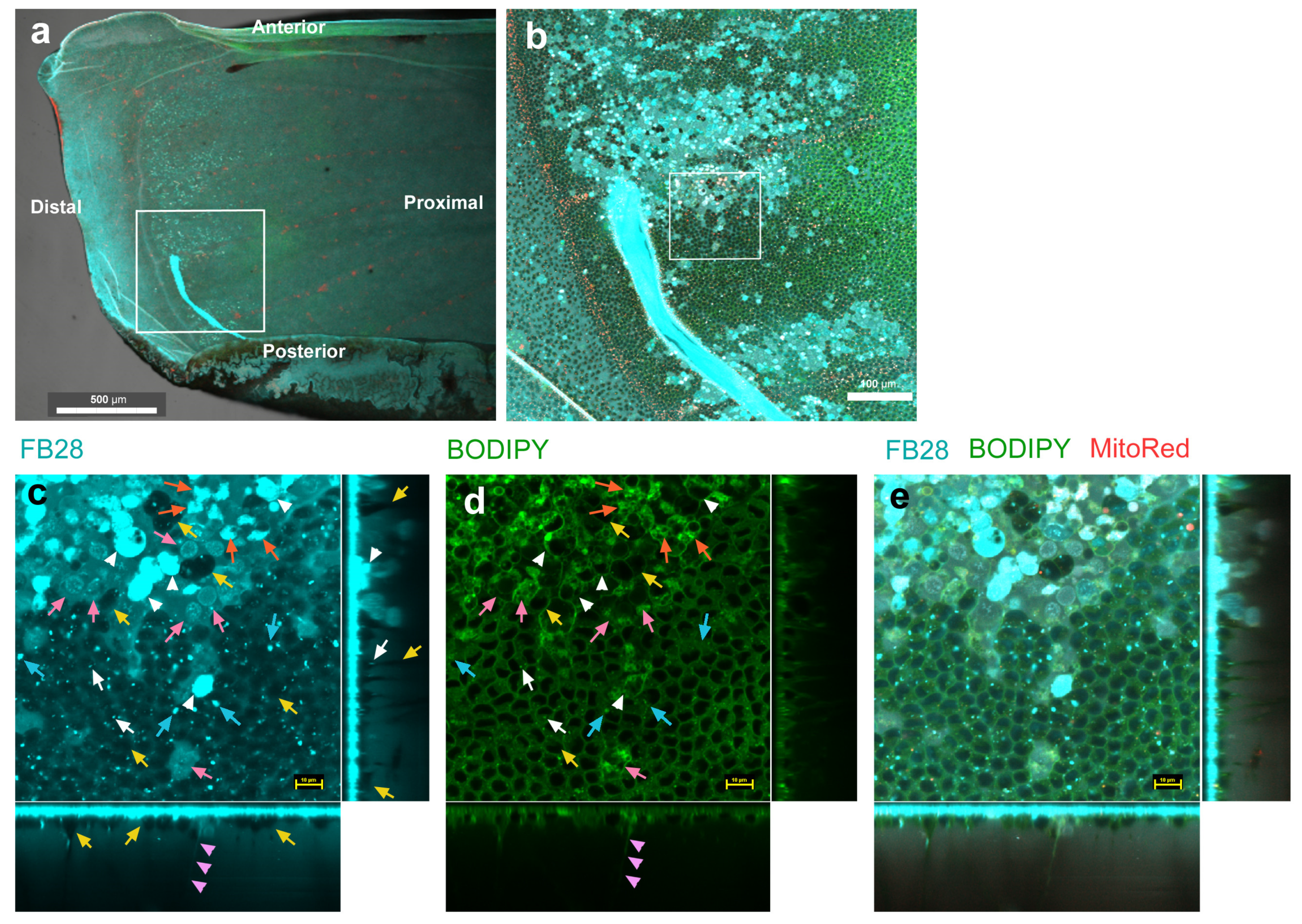 Insects 14 00753 g002