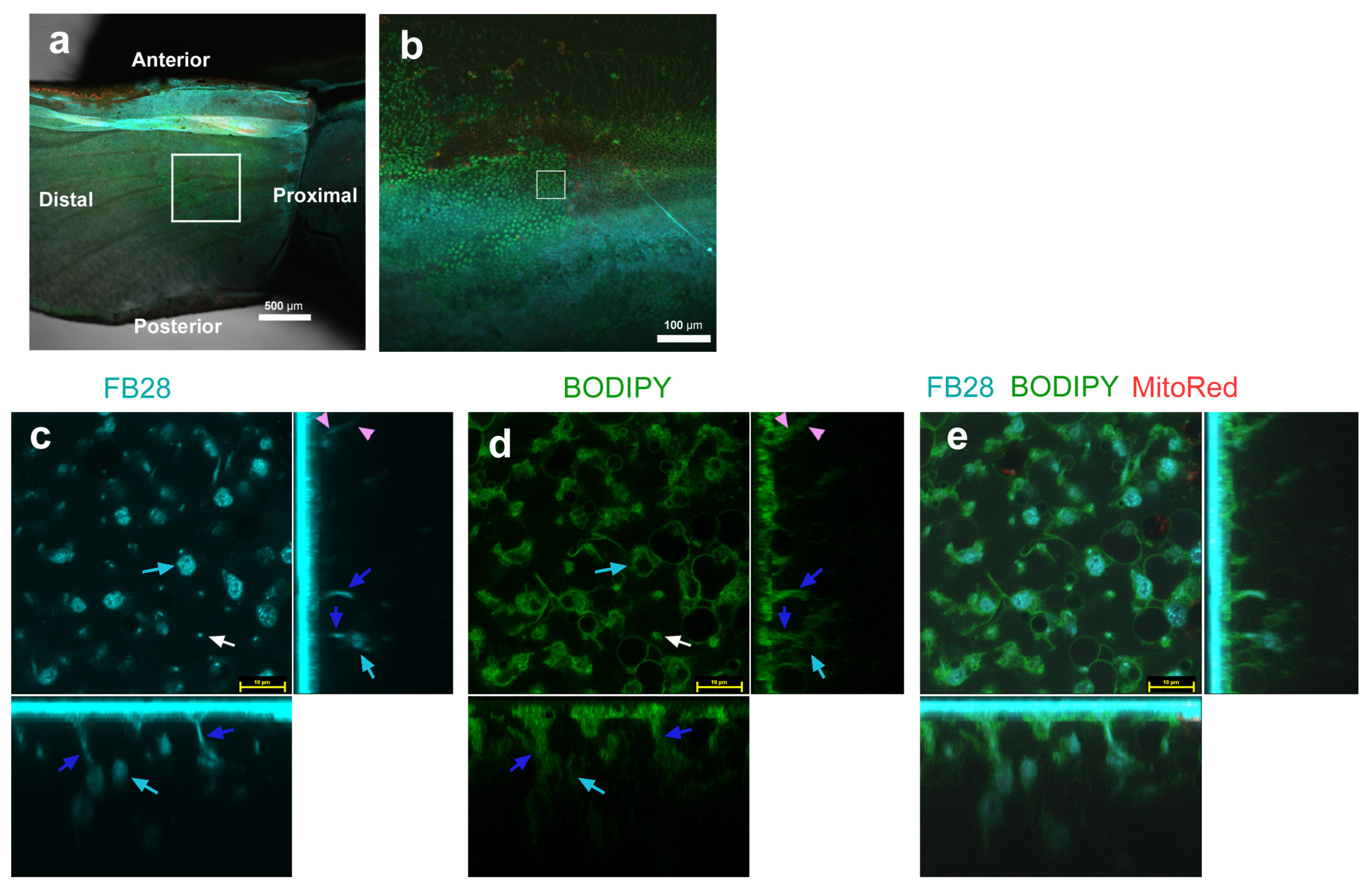 Insects 14 00753 g003