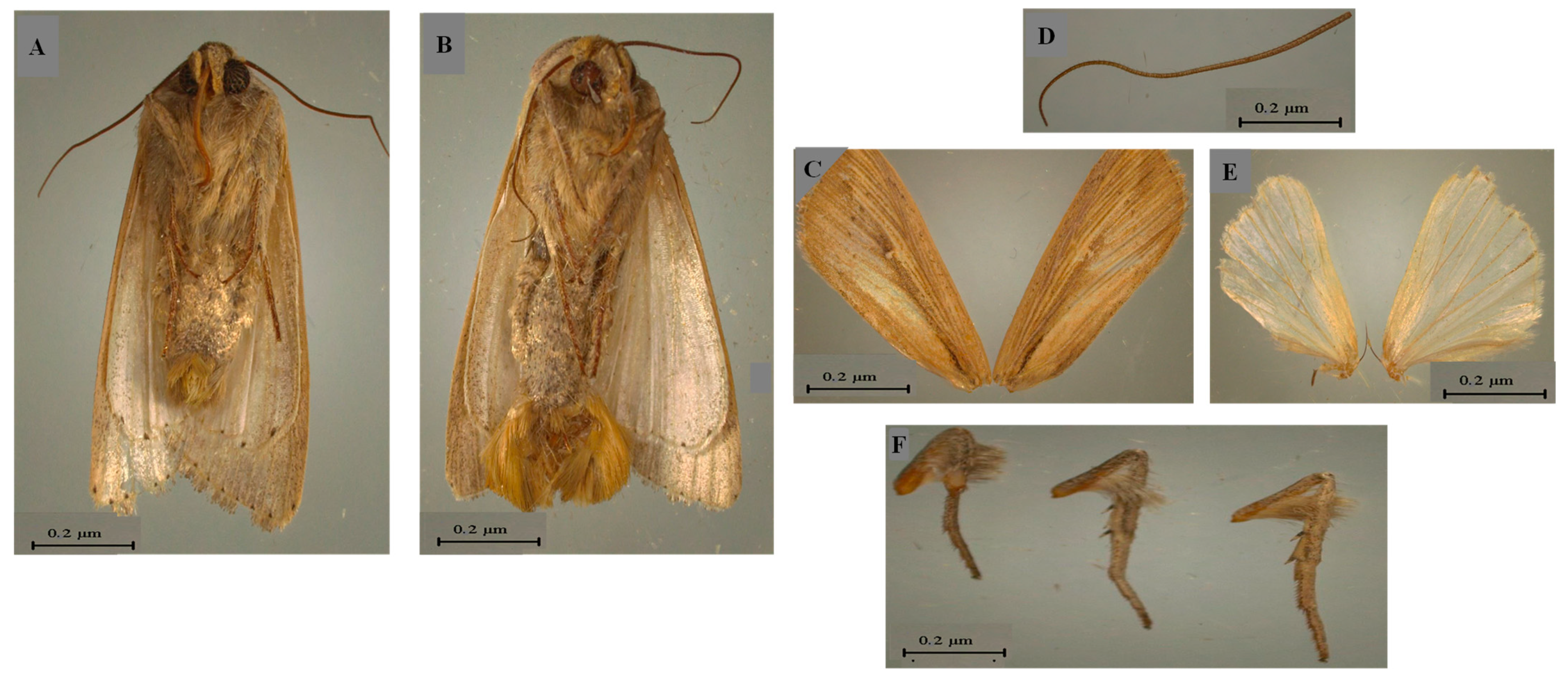 Insects 14 00786 g002